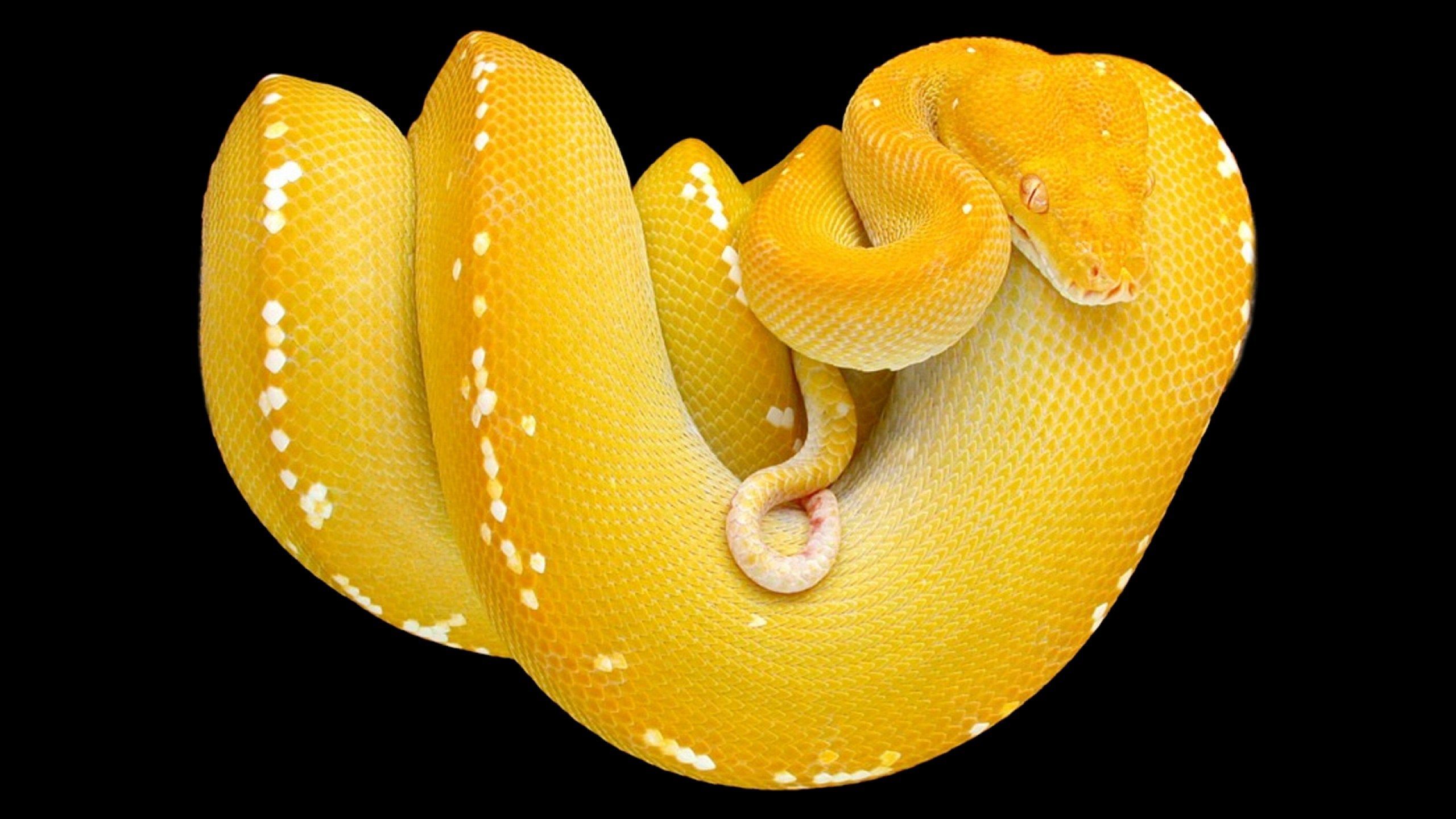 Desktop Background Image, Colson Brian 2017 03 04. Snake Wallpaper, Yellow Snake, Yellow Tree
