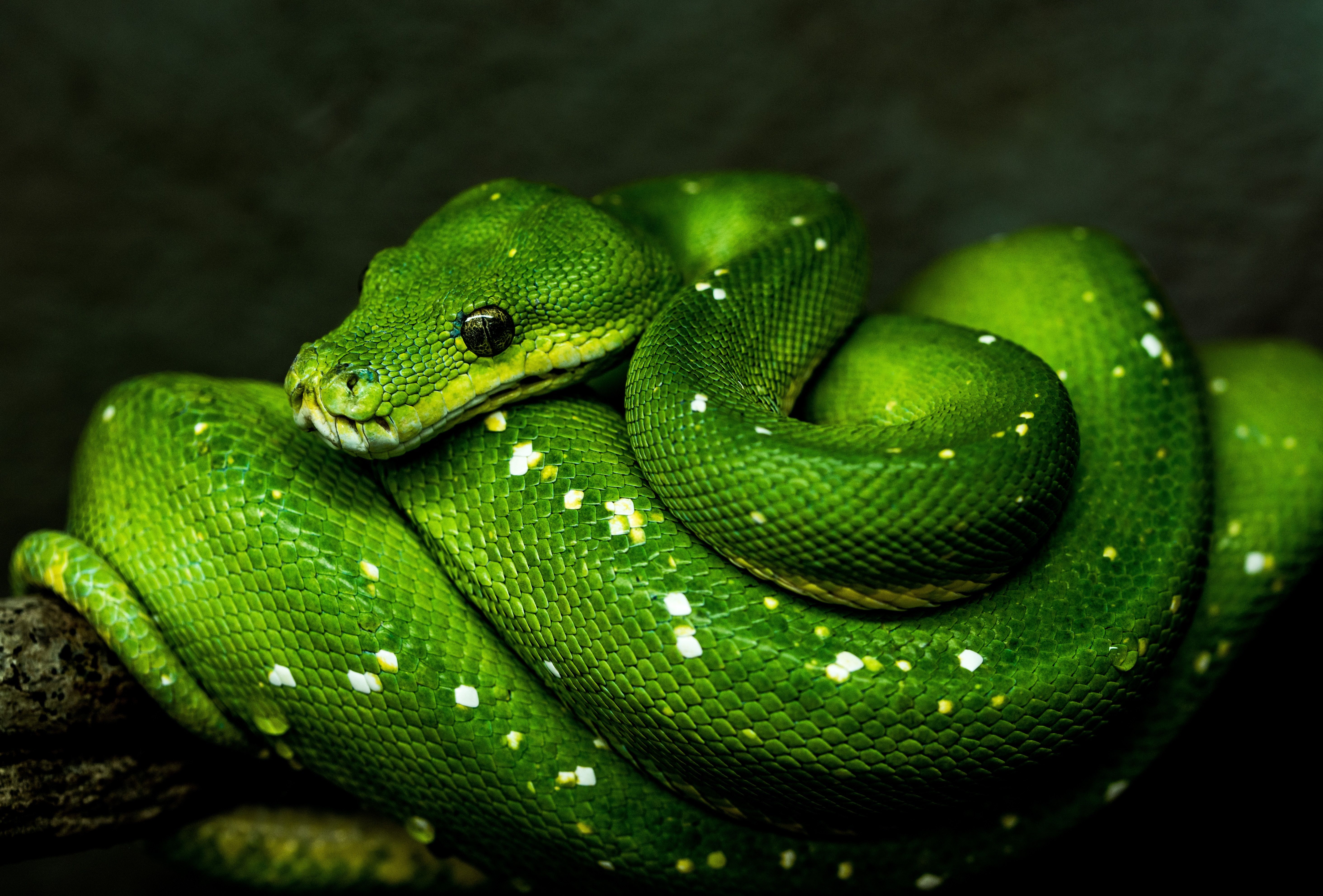 python HD wallpaper, Background