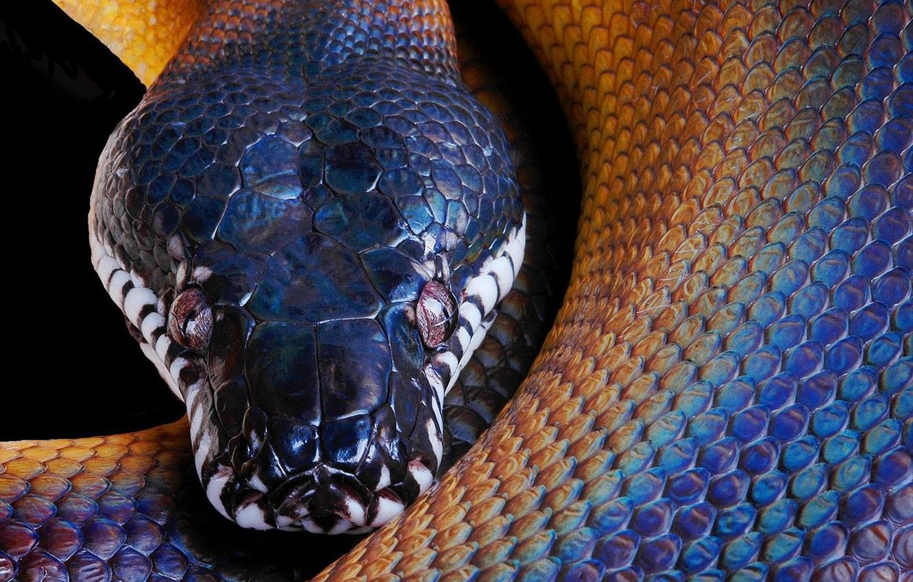 Wallpaper snake, Python image for desktop, section животные