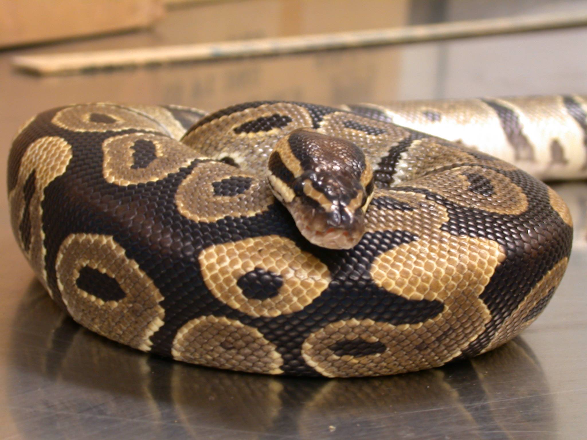Ball Python!, Ball pythons are generally considered the easiest snakes 1259 - Ball Python Wallpaper