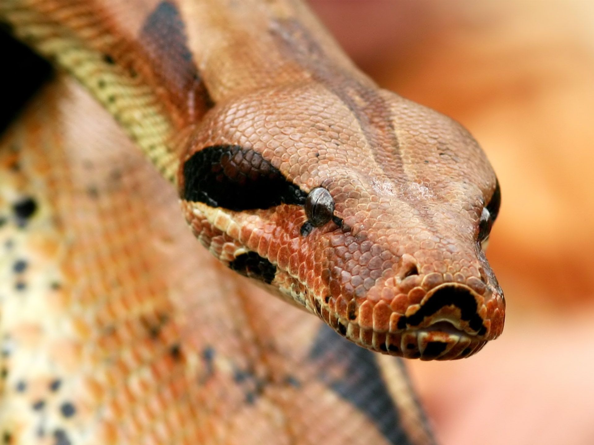 Python HD snake wallpaper download free
