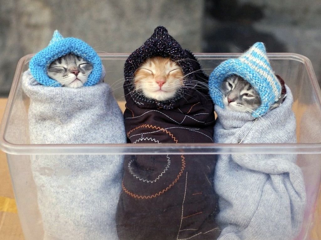 Cute Cat Photo free Download. Free Desk Wallpaper. Cute cats photo, Cats doing funny things, Cute cat wallpaper