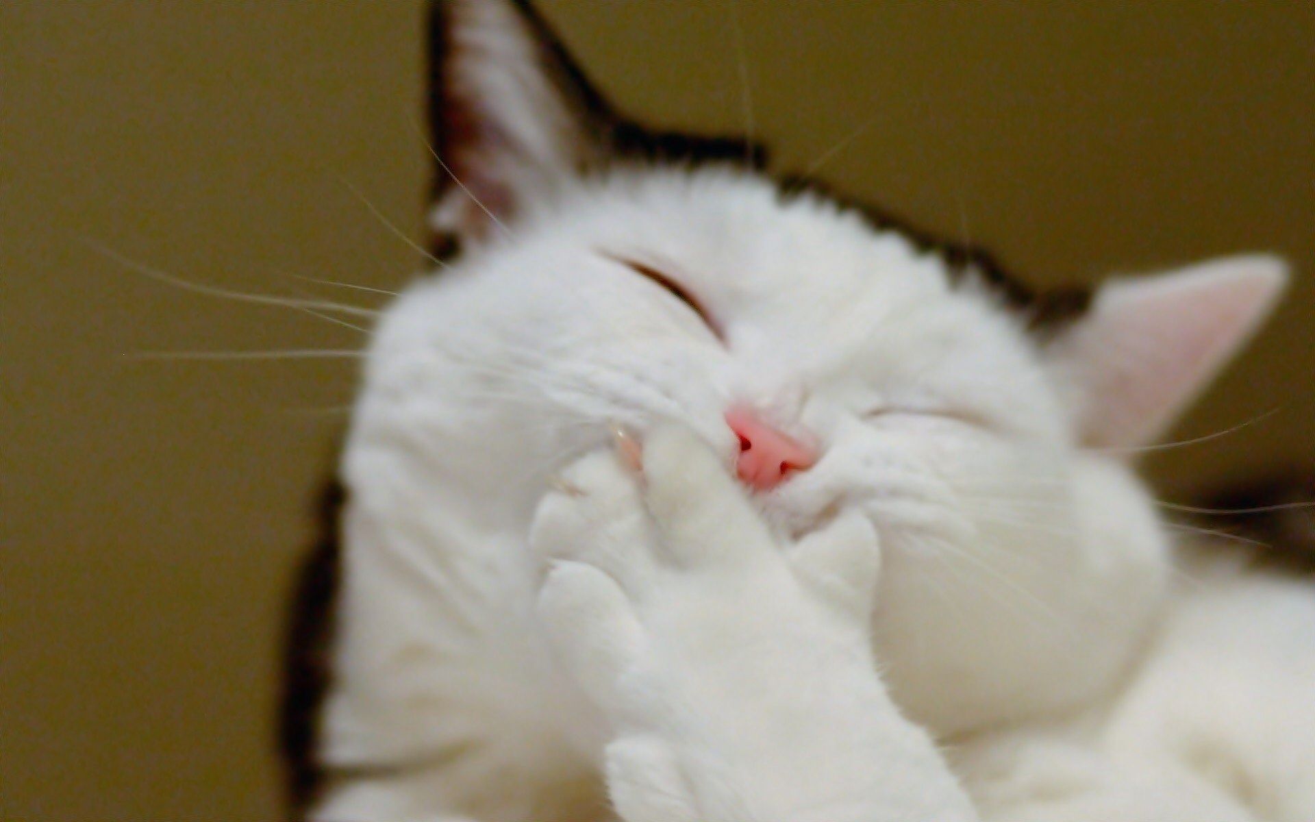 Laughing Cat wallpaper. Laughing Cat