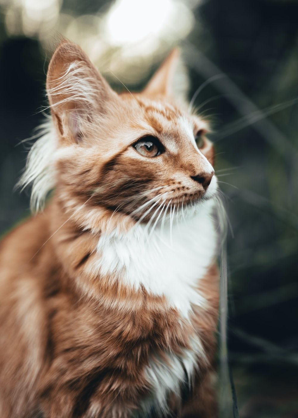 Cat Picture & Image [HD]. Download Free Image