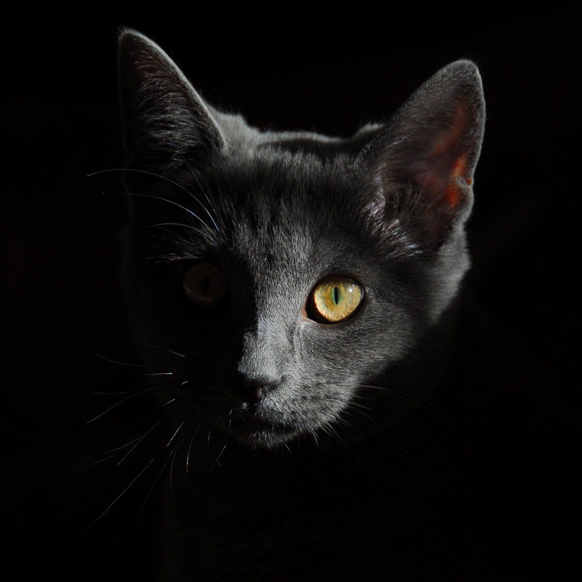 everpix a cat's eyes, all things belong to cats. Do you agree with this english proverb? #cat #cats #blackbackground #catbackground #wallpaper #wallpaper #hdwallpaper #iphonewallpaper #iphonewallpaper #iphonex #iphone #ipad #everpix