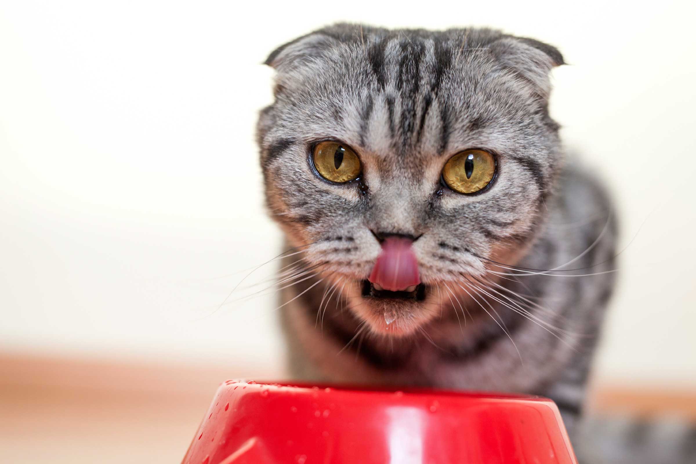 Cat Behavior: What Does Your Cat Want?