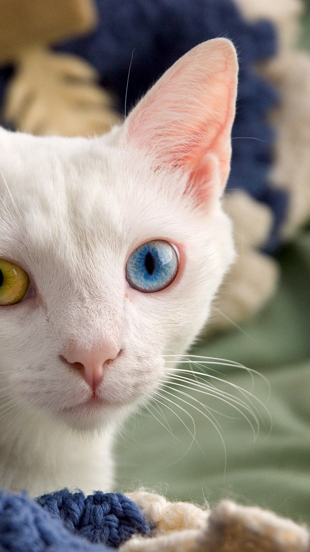 Kitten Background for Phones. Cute Kitten Wallpaper, Kitten Valentine Wallpaper and Halloween Kitten Wallpaper