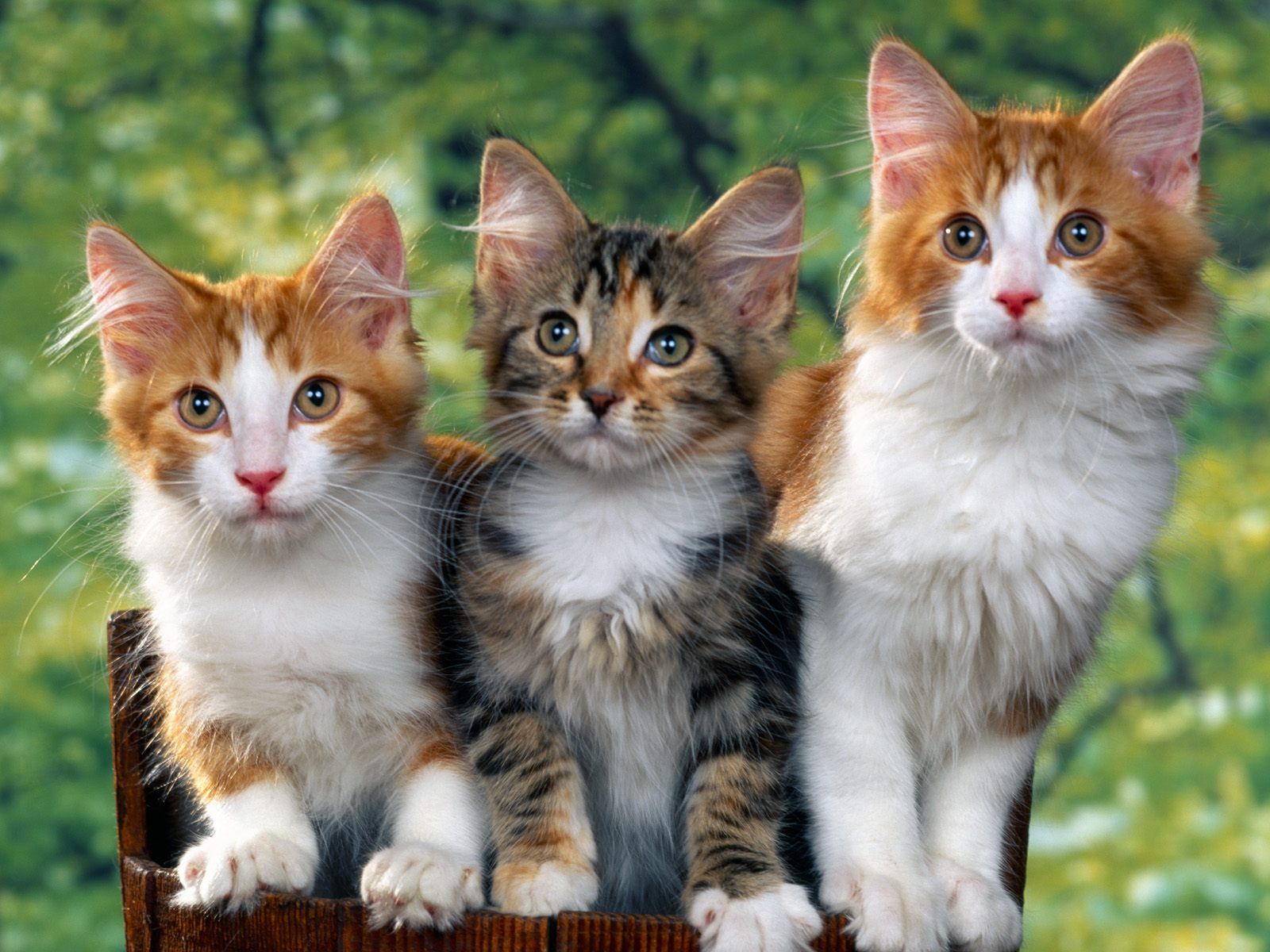 My HD Animals: HD cats wallpaper