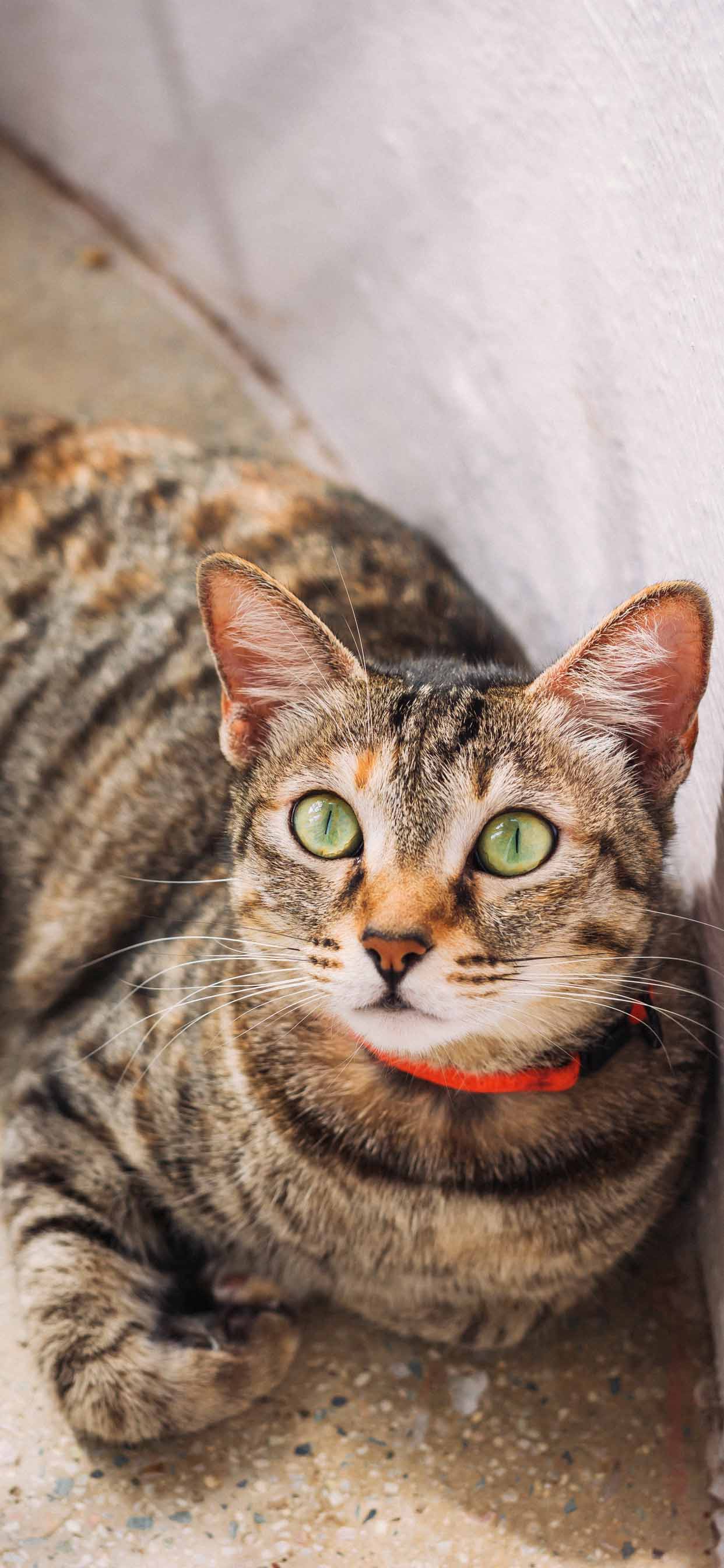 Cute Cat Wallpaper For IPhone's Cat T Shirts Like Cats Very Much