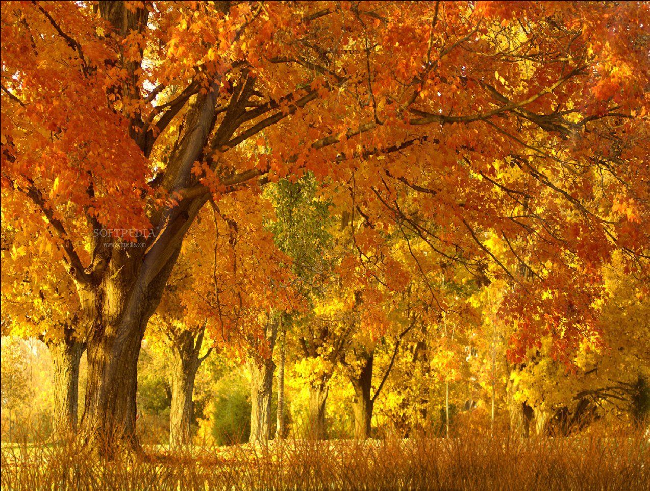 Free download Fall Season Animated Wallpaper This is a sample of what Fall Season [1274x962] for your Desktop, Mobile & Tablet. Explore Fall Season Wallpaper Free. Fall Season Wallpaper