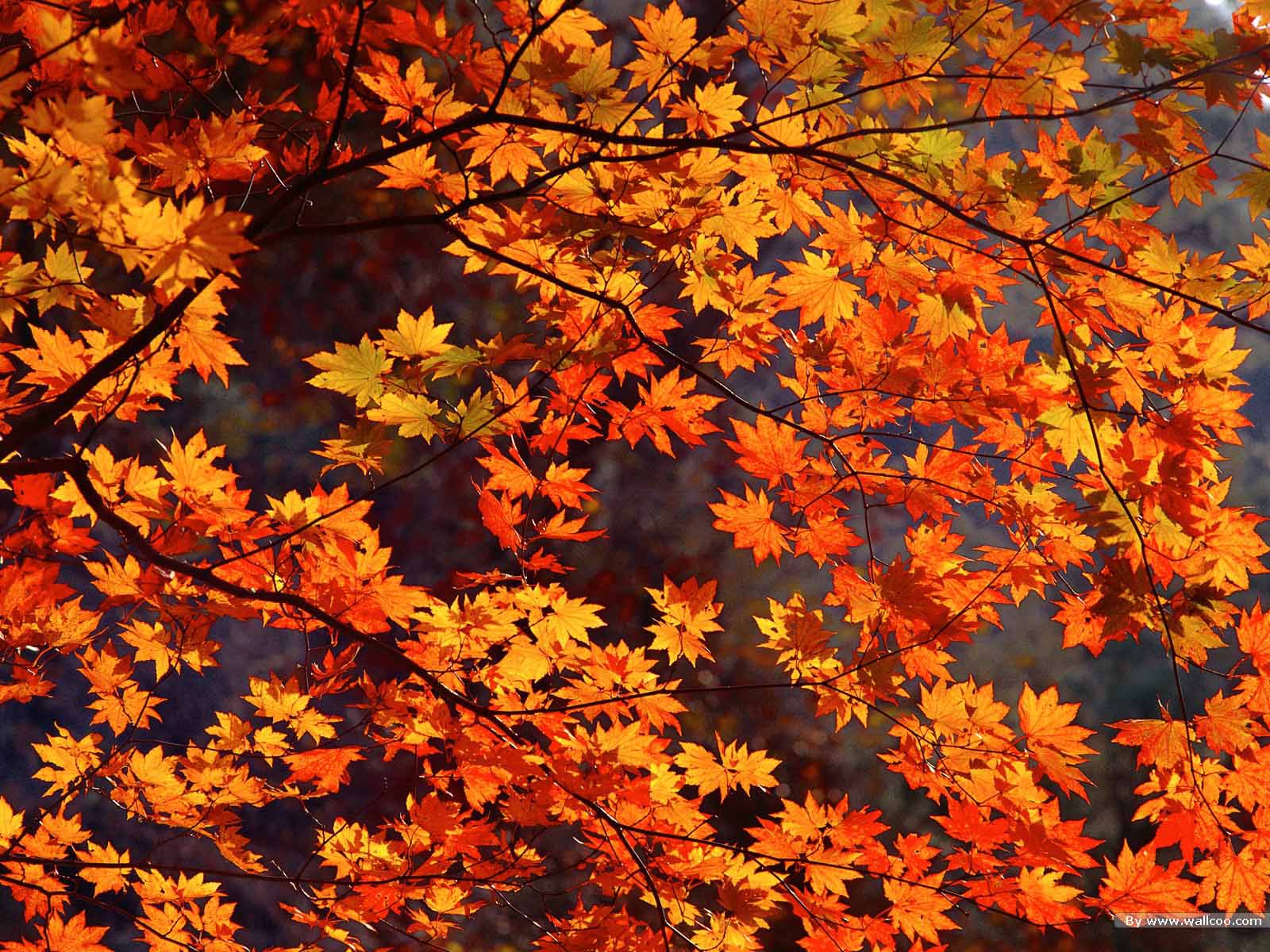Autumn Leaves Live Wallpaper Fall Computer Wallpaper Background Wallpaper & Background Download