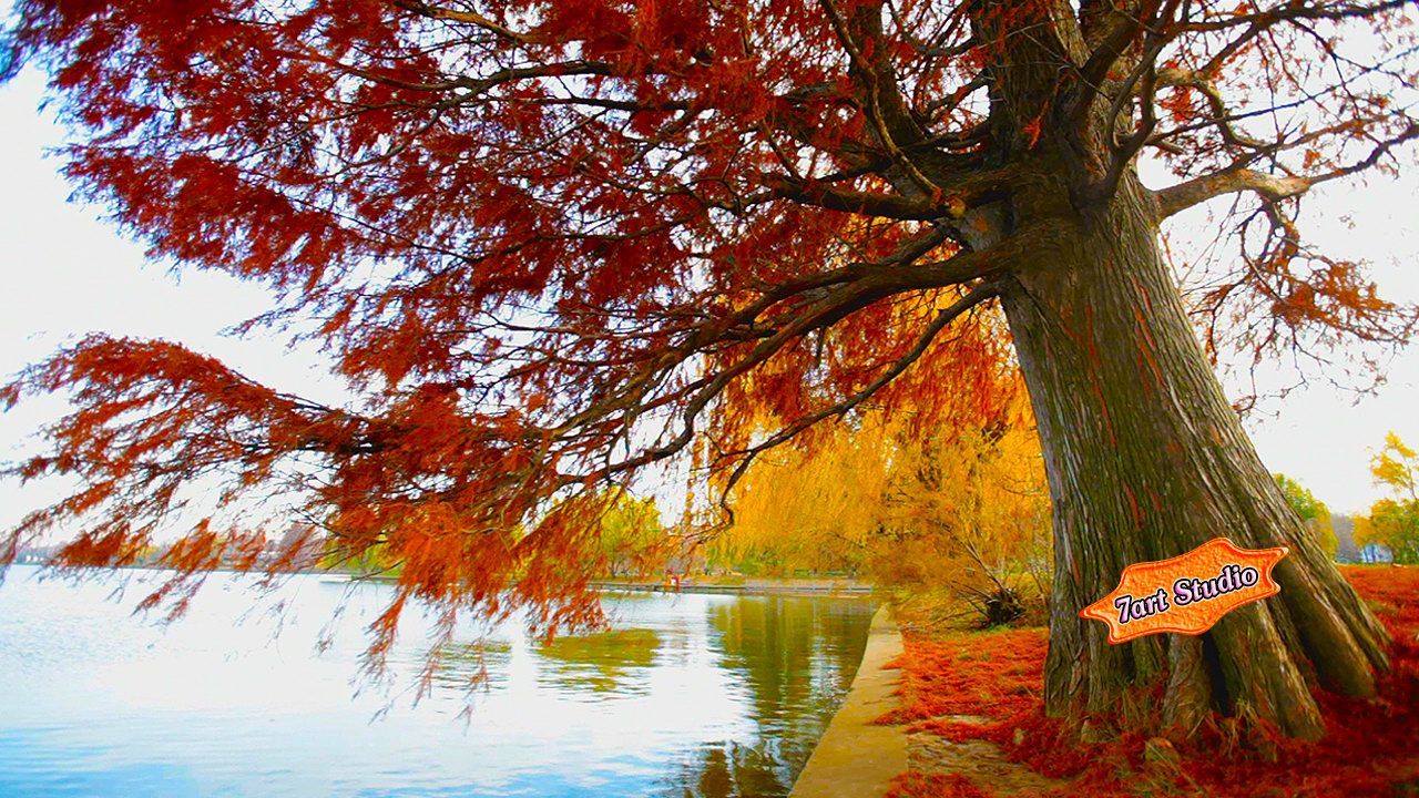Willow Autumn Pond HD Live Wallpaper Free Download at datapicks