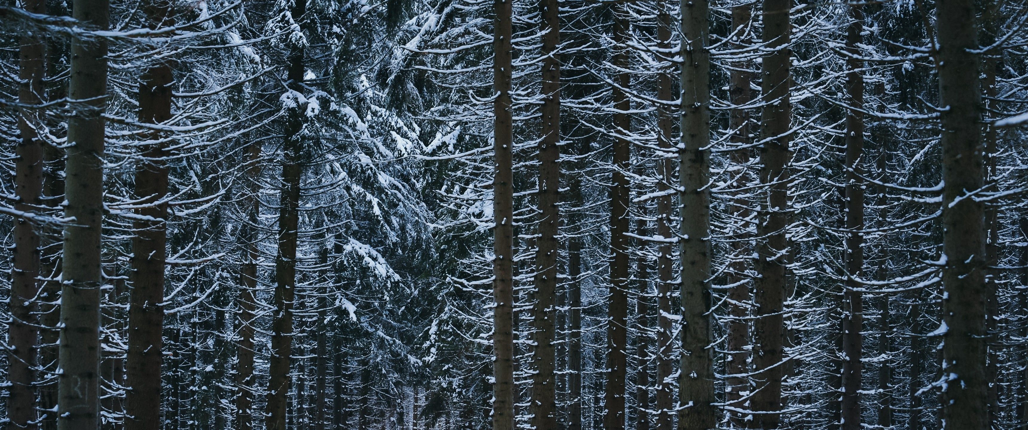 Winter, Snow, Trees, Forest Wallpaper 1440p