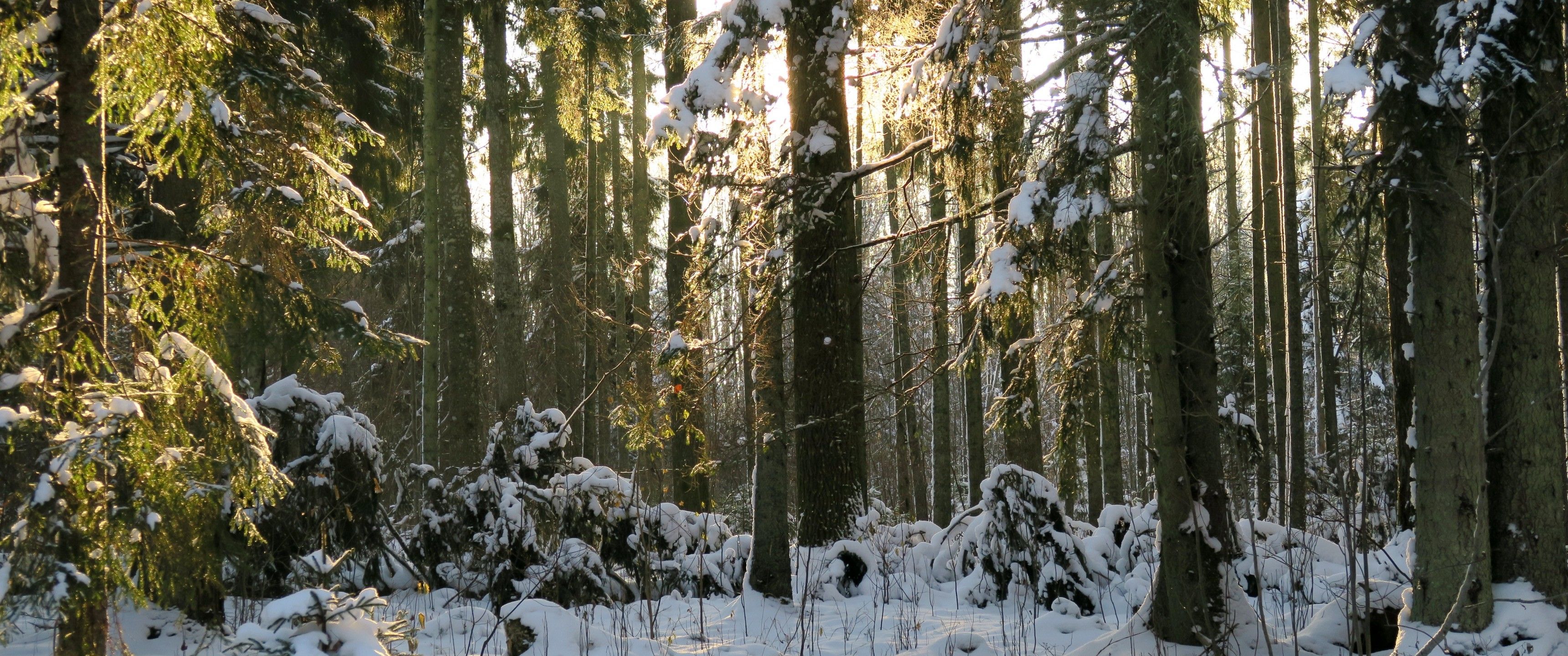 Download 3440x1440 Winter, Forest, Snow, Trees, Sunlight Wallpaper