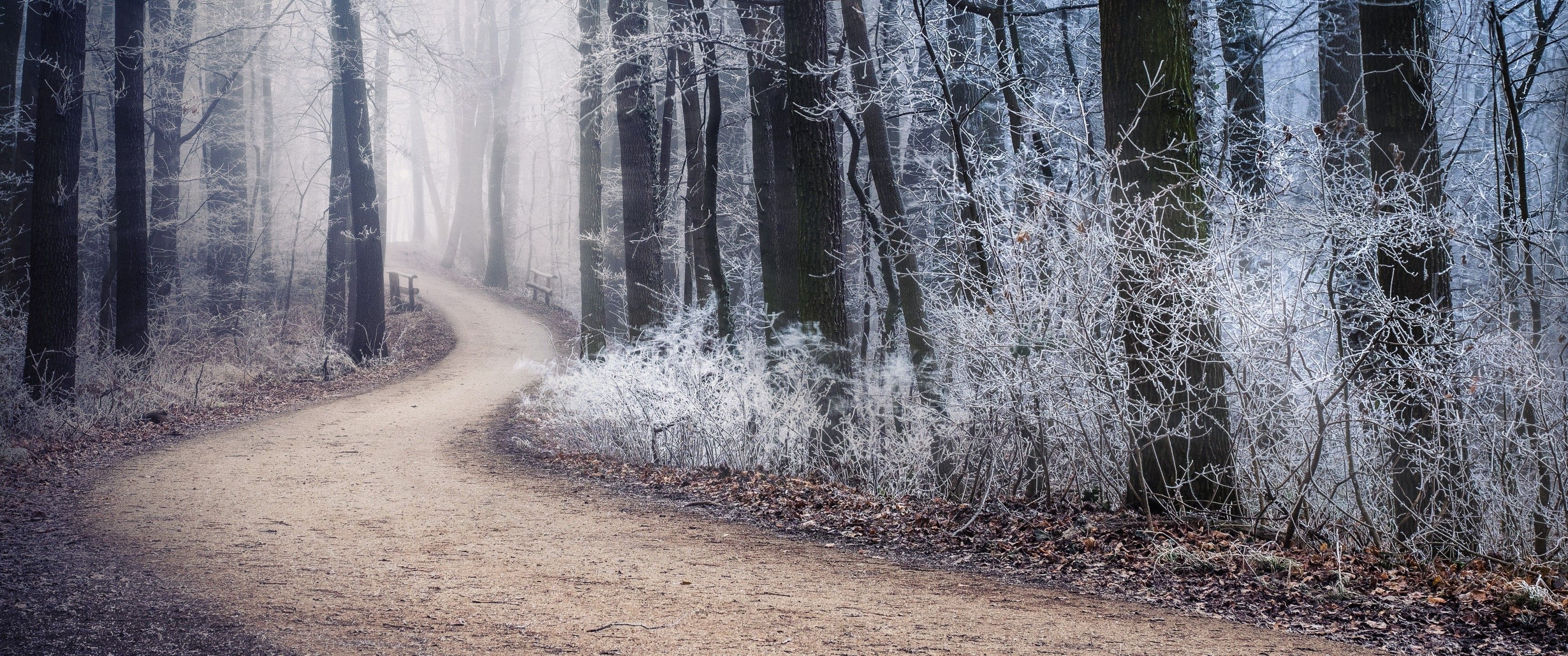 Download 3440x1440 Scenic Winter, Forest, Path, Frost, Trees, Foggy Wallpaper