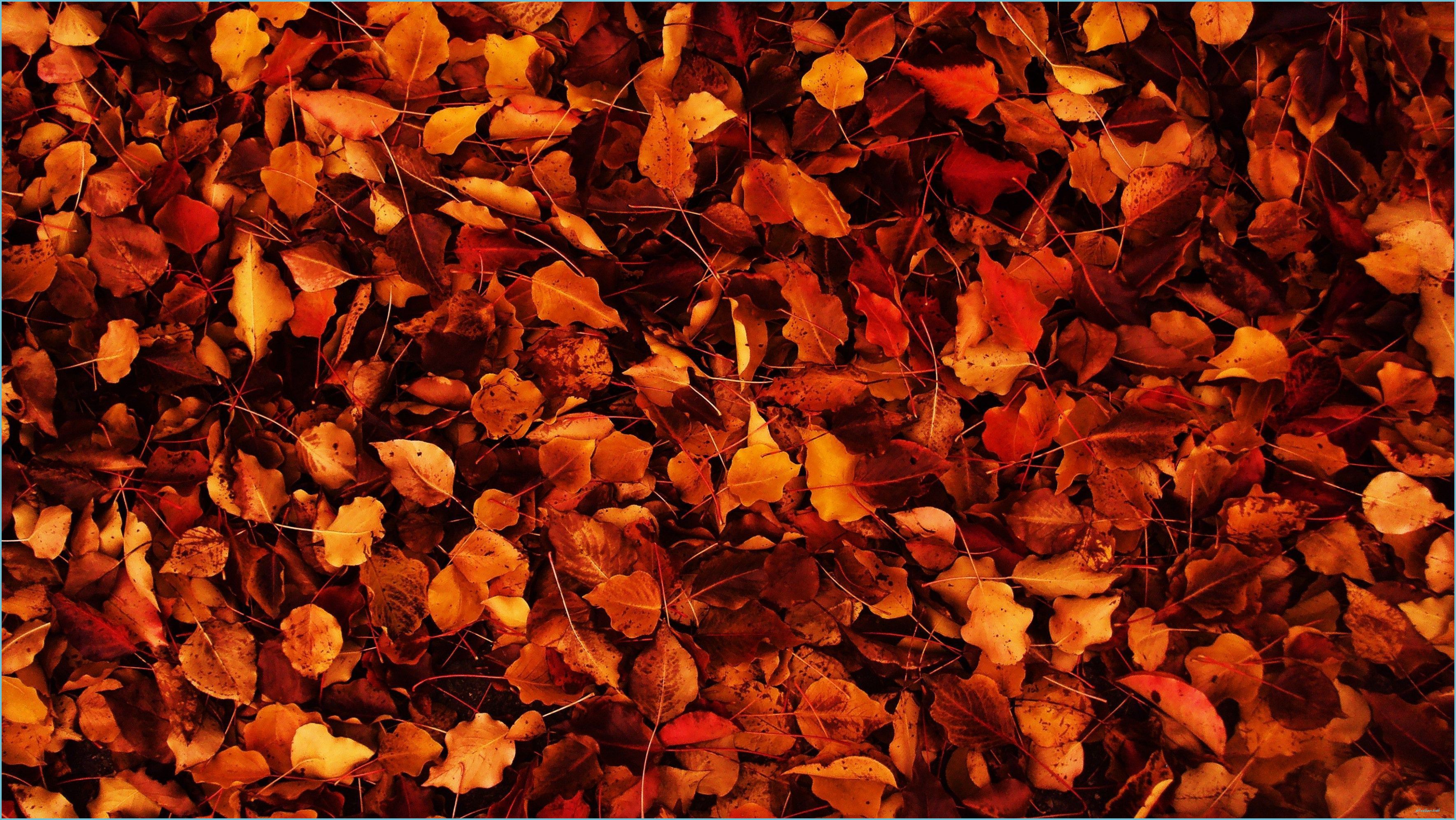 Tumblr Autumn Desktop Wallpapers