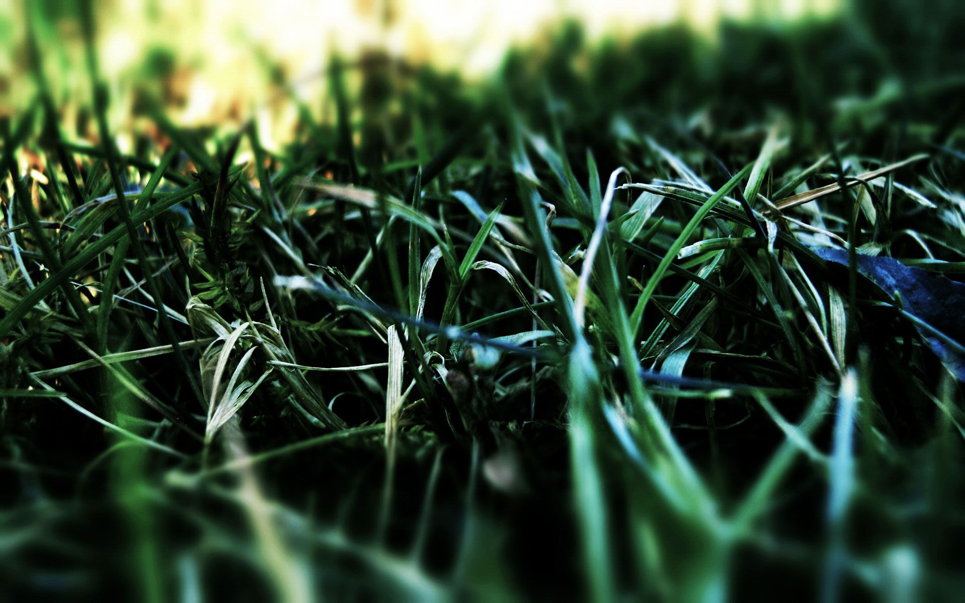 dark green grass Desktop Wallpaperk HD