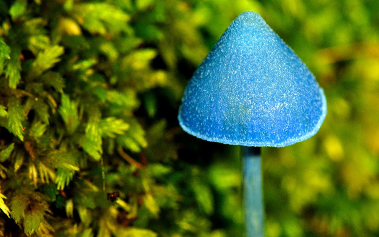 Blue Mushroom Desktop wallpaper 1280x800
