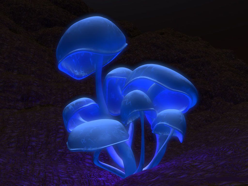 Psychedelic Mushrooms. Animals Zoo Park: 21 3D Desktop Background, Free Desktop Background. Stuffed Mushrooms, Sea Plants, Magical Mushrooms