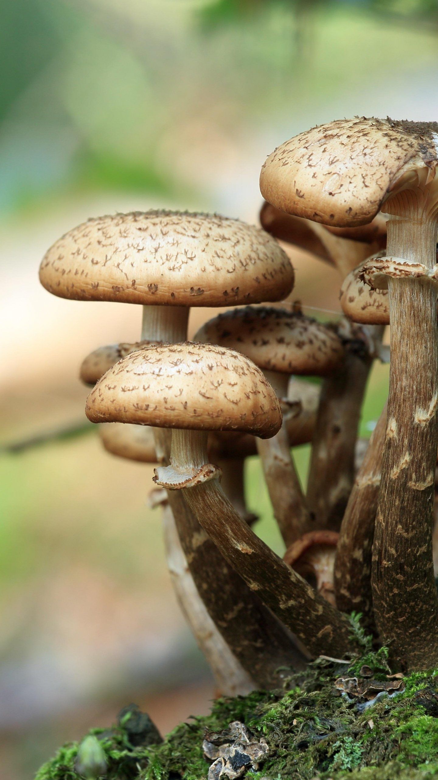 Mushroom Wallpaper, Android & Desktop Background