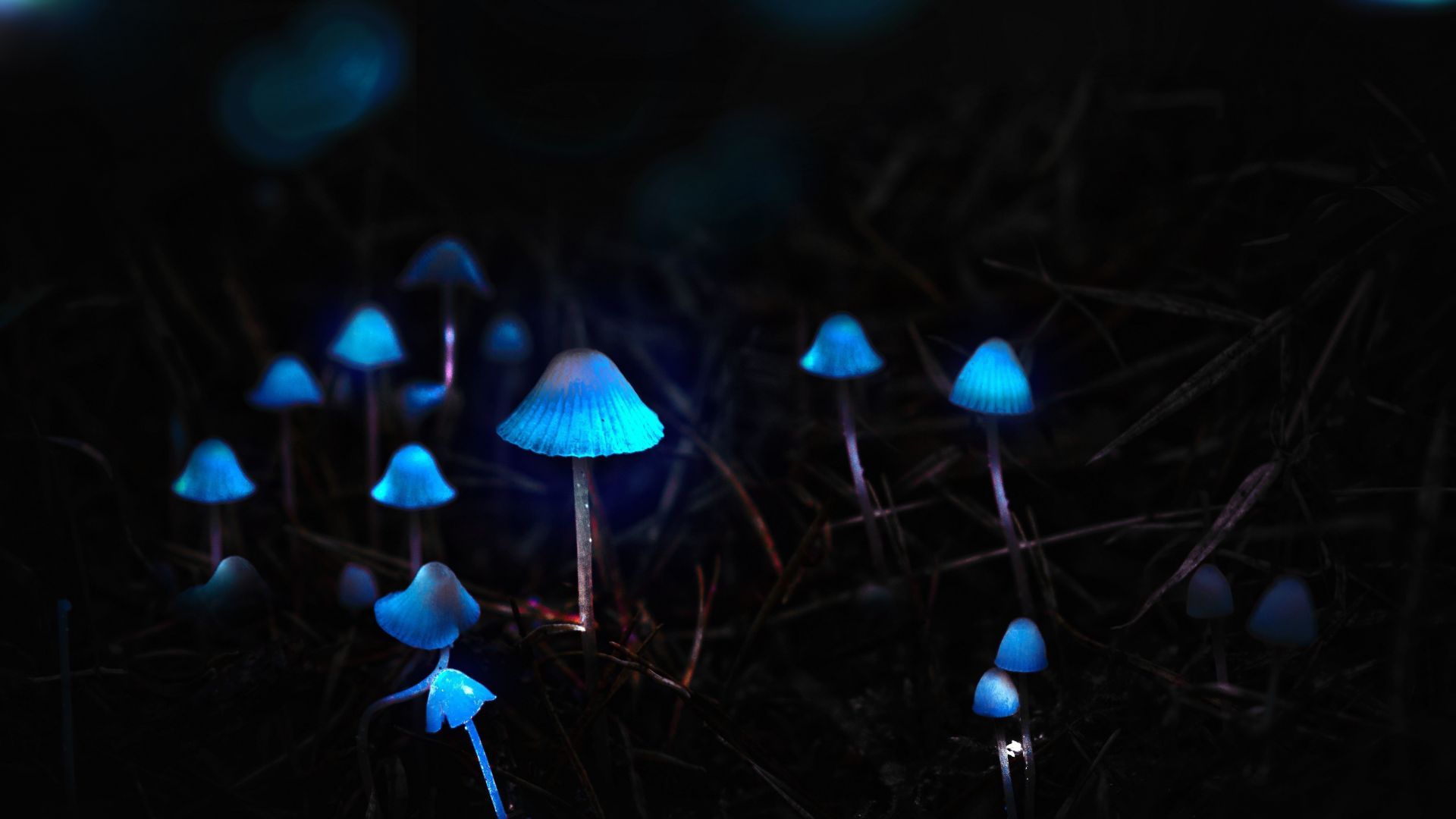 Desktop wallpapers mushrooms, toadstools, portrait, blue glow, hd image, picture, background, df85d9