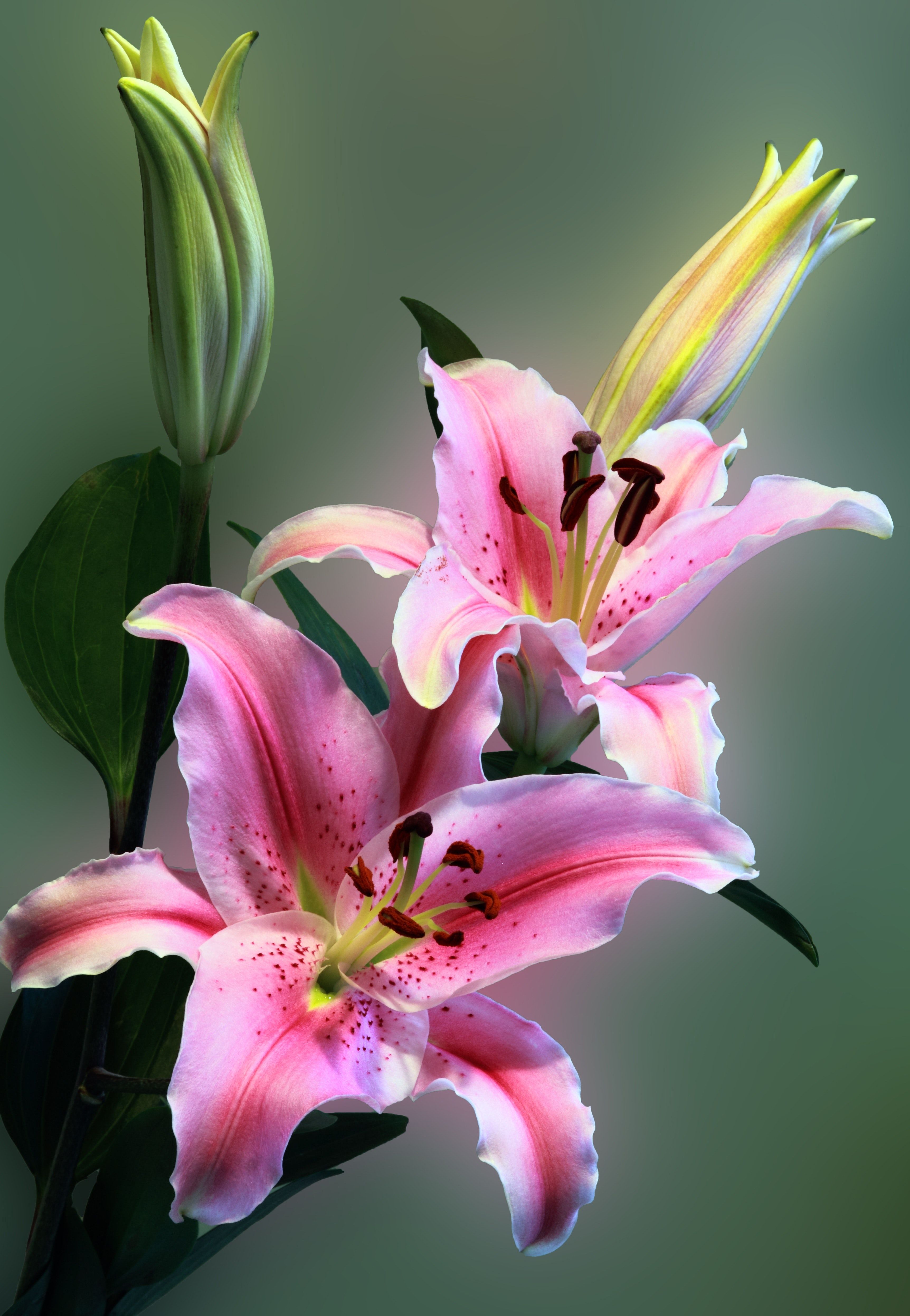 Lily Flower iPhone Wallpapers - Wallpaper Cave