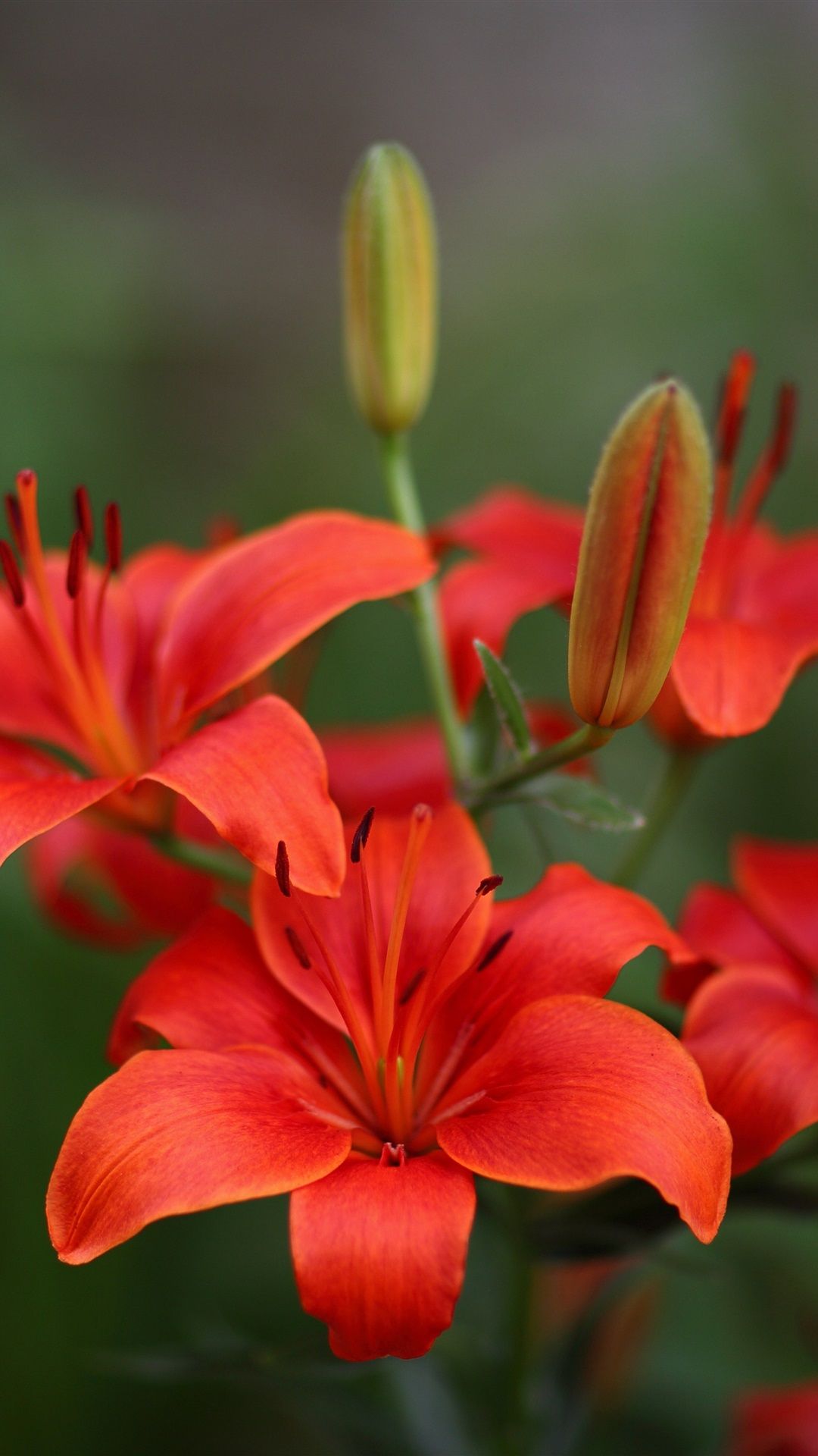 Red Lily Flowers Bloom 1125x2436 IPhone 11 Pro XS X Wallpaper, Background, Picture, Image