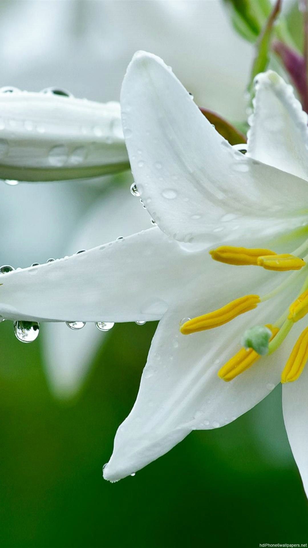 1080x Lily Flowers iPhone 6 Wallpaper HD Flowers In Rain