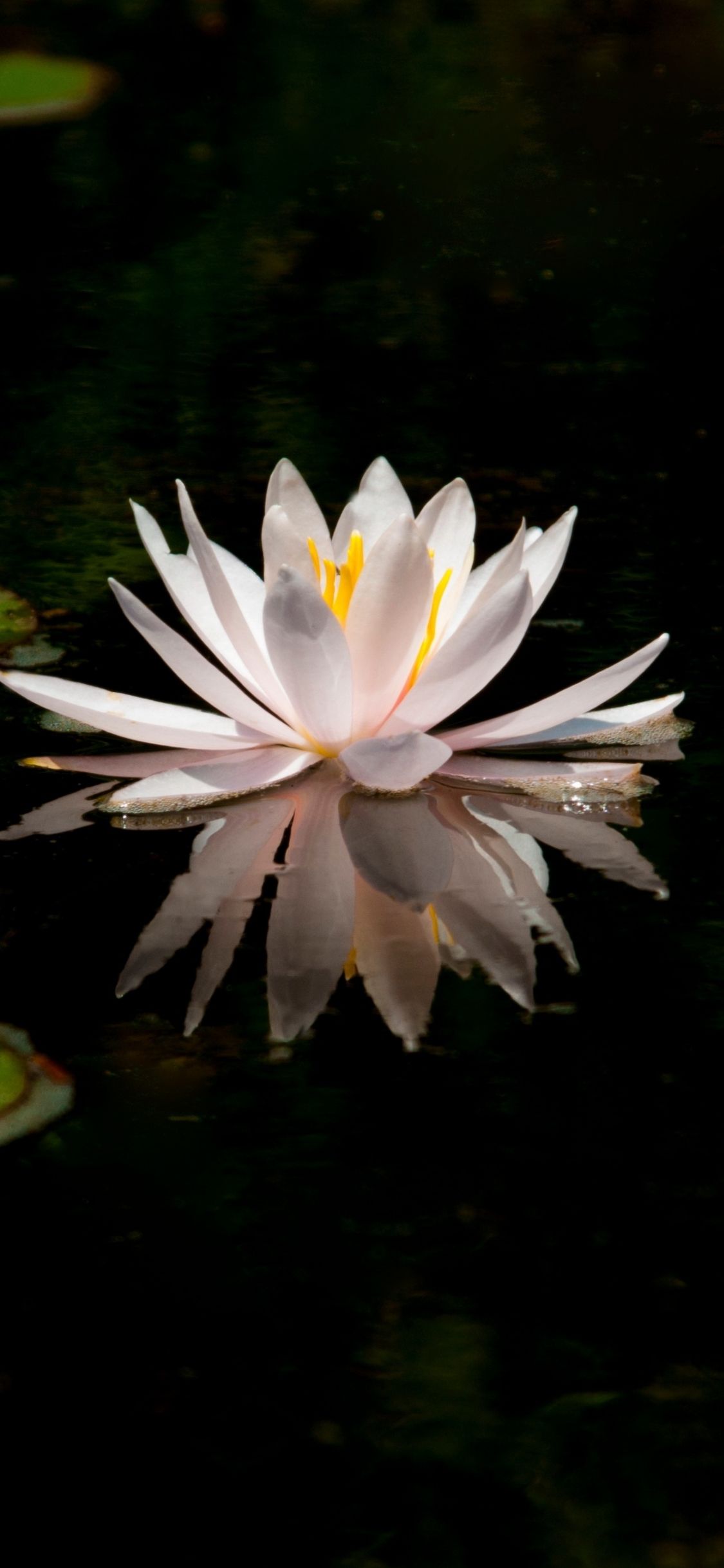 Download 1125x2436 wallpaper white, reflections, water lily, lake, flower, iphone x 1125x2436 HD image, background, 4982
