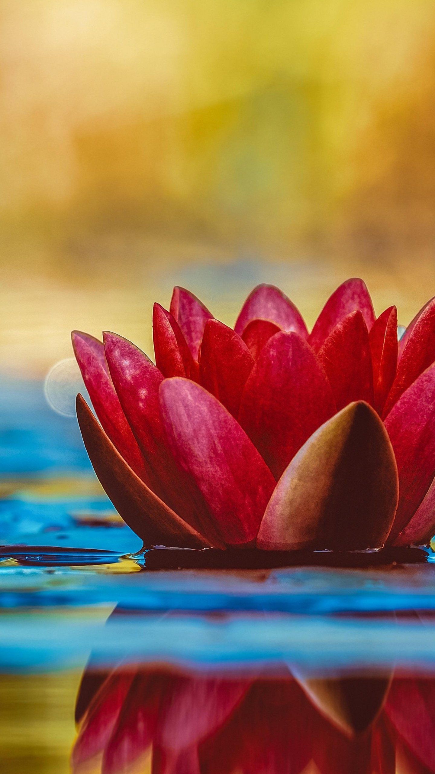 Water Lily Wallpaper, Android & Desktop Background