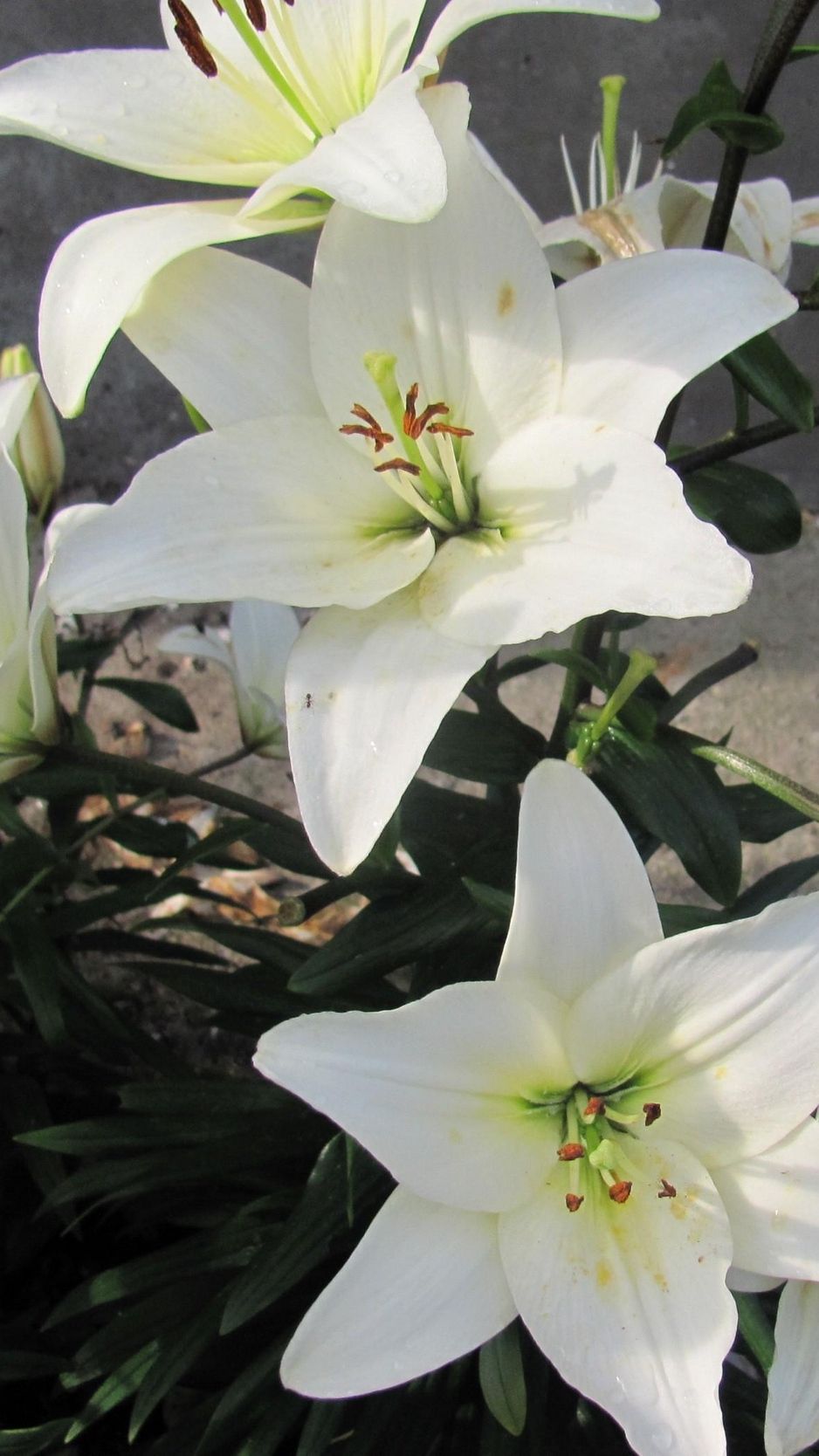 Wallpaper Lily, Flowers, White, Flowerbed, Bud, Green Lily Wallpaper iPhone