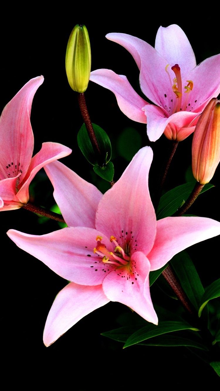 Wallpaper Pink lilies, flowers, black background 2880x1800 HD Picture, Image