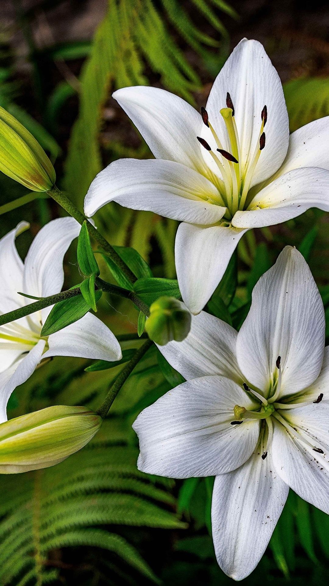 15 Best lily flower desktop wallpaper You Can Use It For Free ...