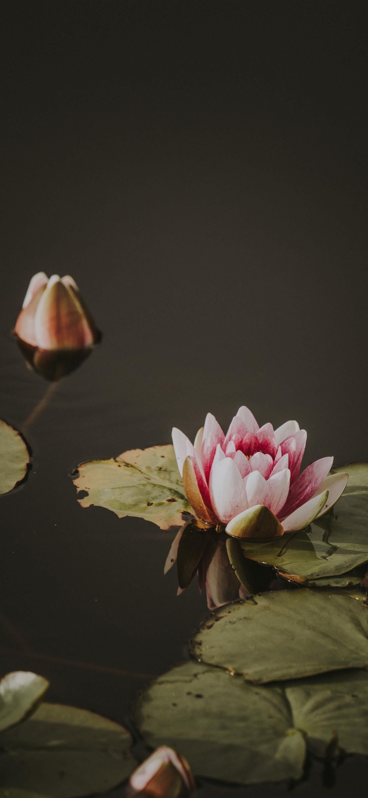 Lily pad iPhone X Wallpaper Free Download