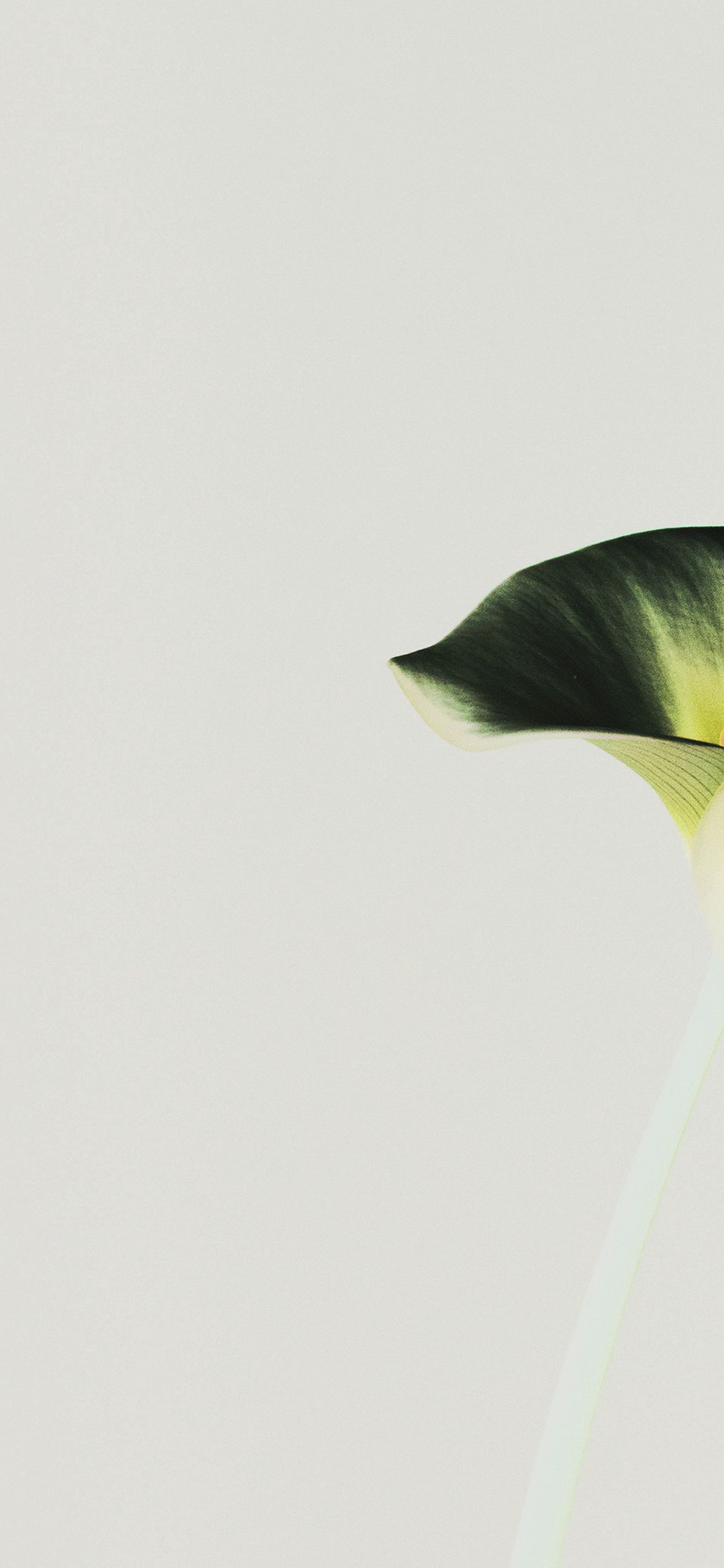iPhone X wallpaper. lily flower minimal simple green nature inverted