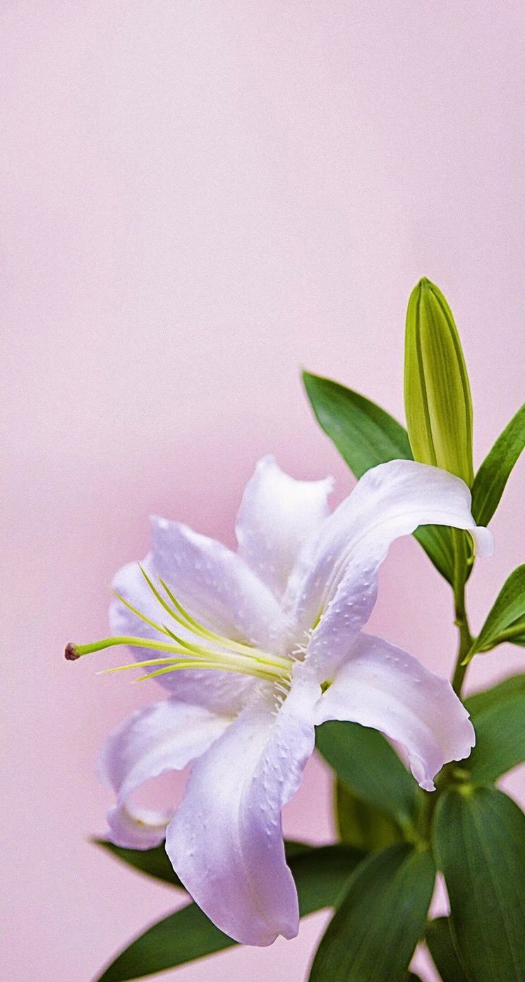 Обои wallpaper iPhone lily. Nature iphone wallpaper, Flower lockscreen, Nature wallpaper