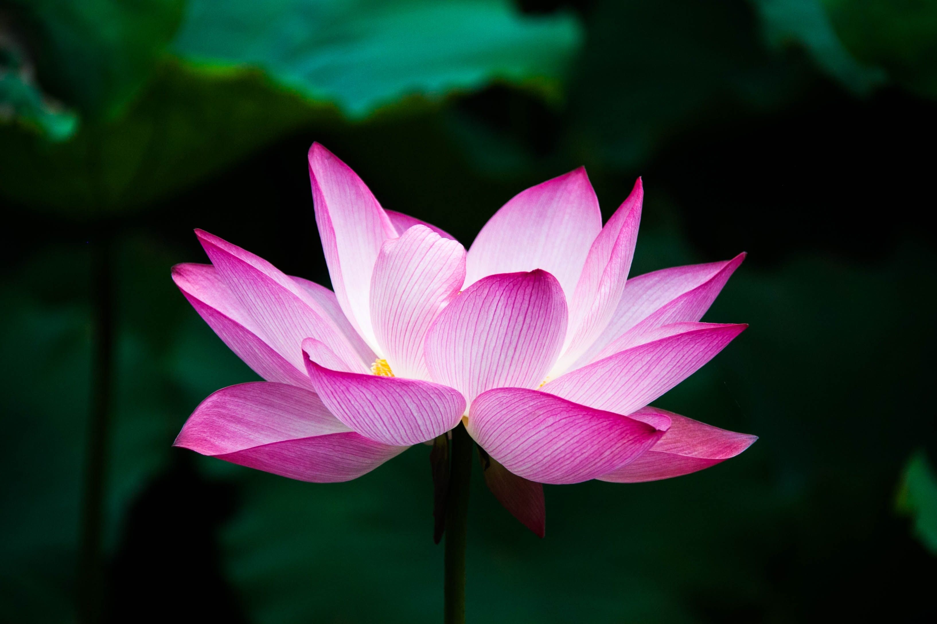 Lotus Flower 4k, HD Flowers, 4k Wallpaper, Image, Background, Photo and Picture