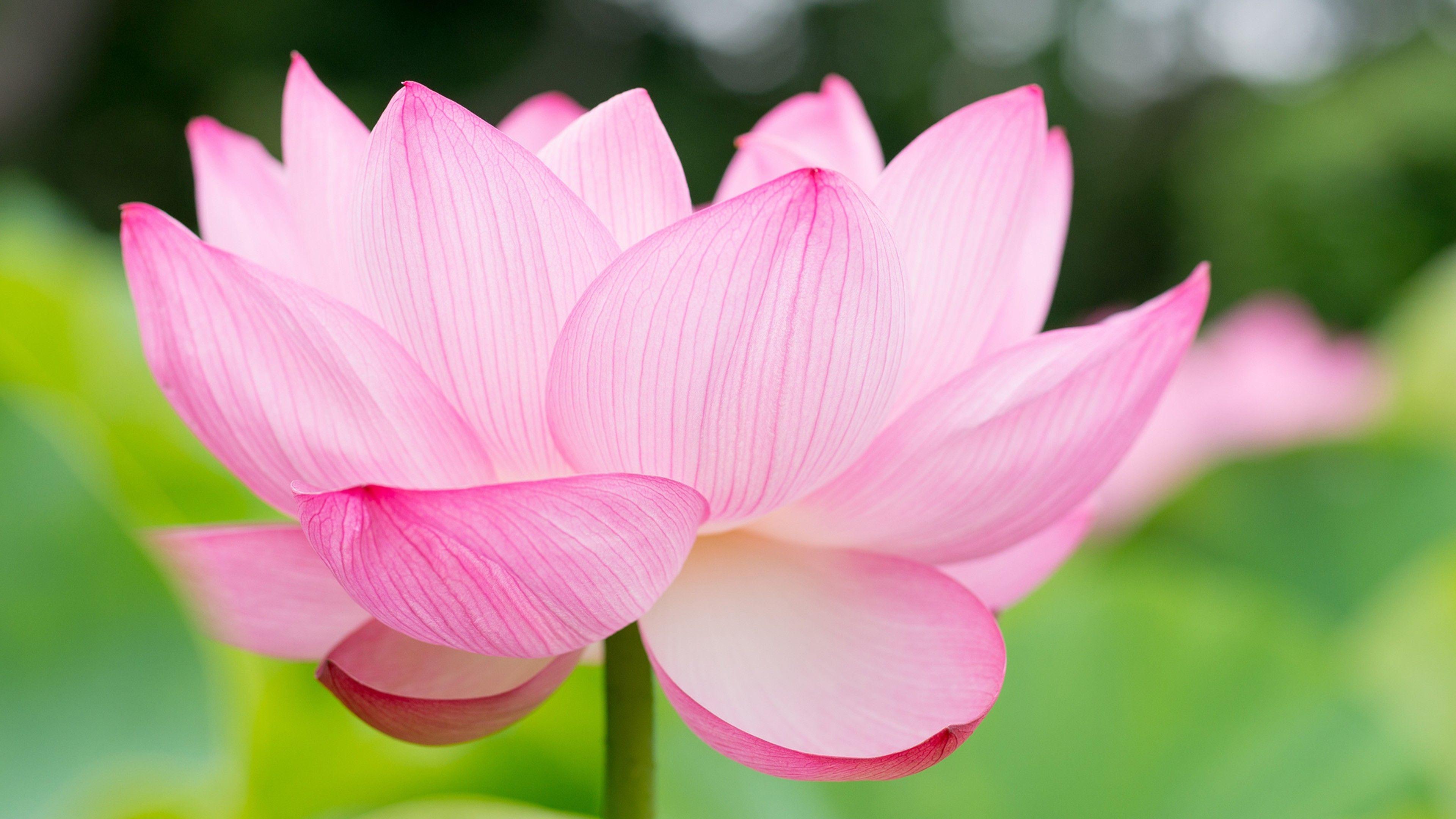Wallpaper lotus, flower, 4k, Nature