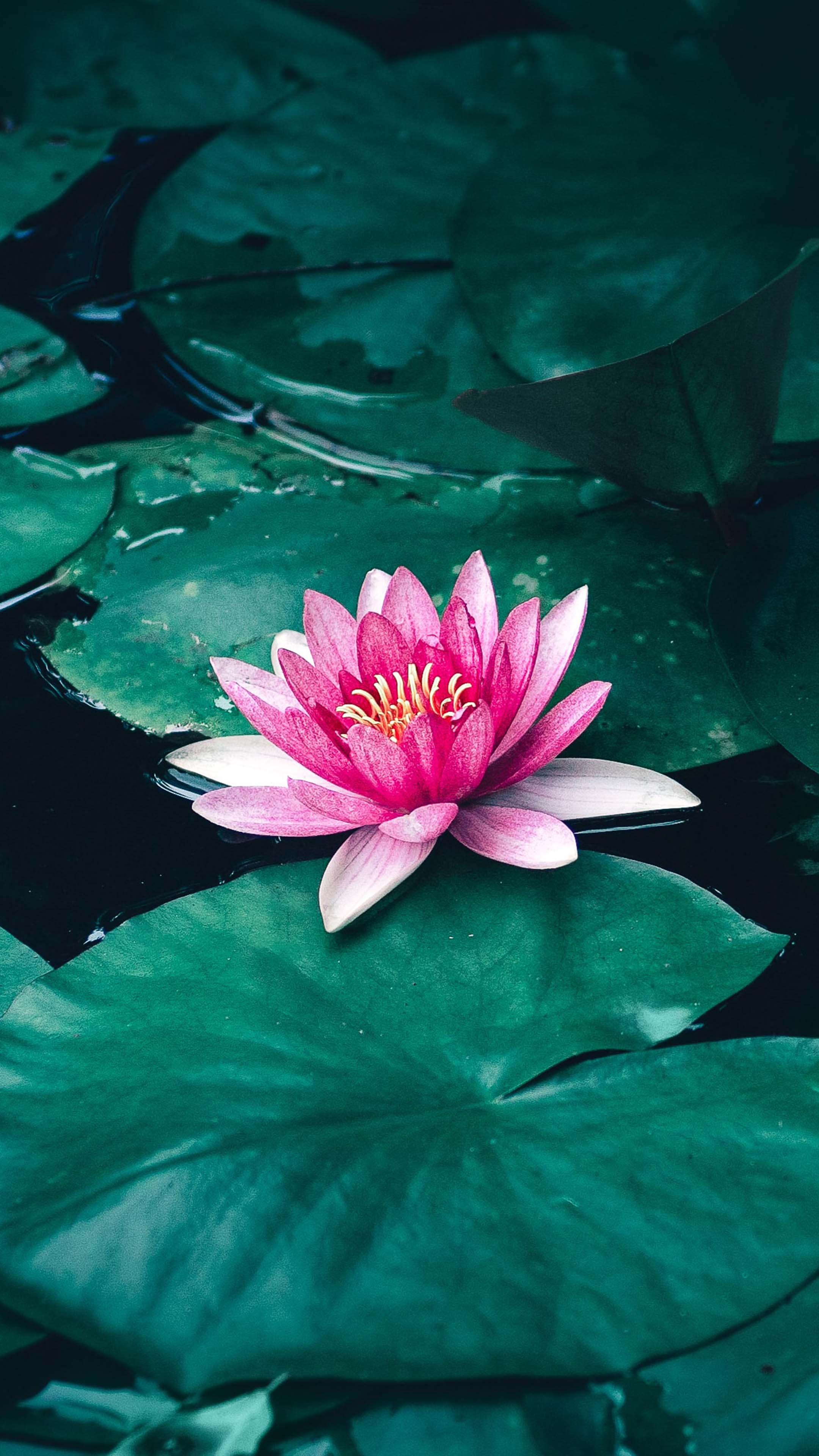 Lotus Flower Ultra Hd Wallpapers Wallpaper Cave 