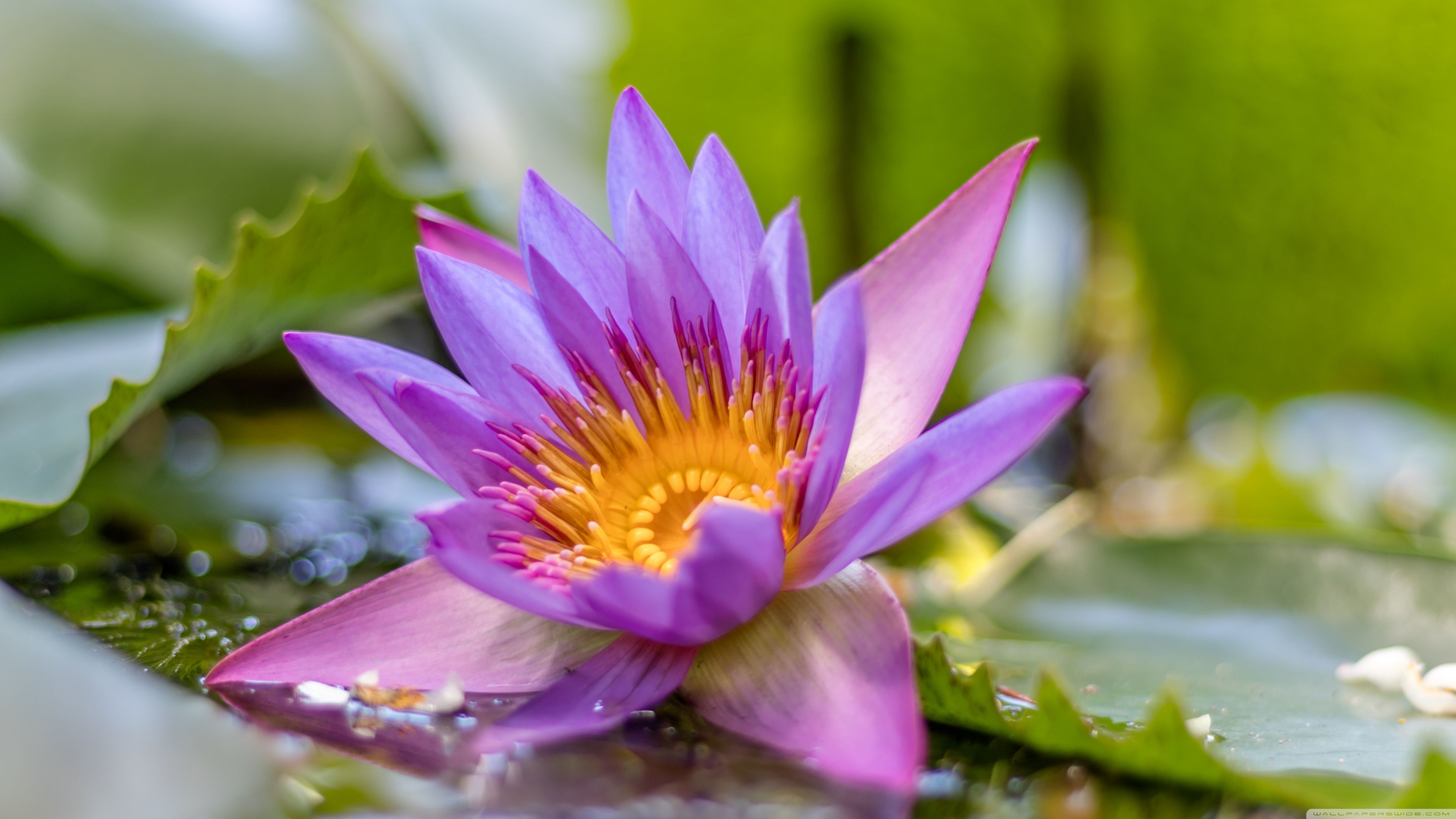 Lotus Flower Ultra HD Desktop Background Wallpaper for 4K UHD TV, Widescreen & UltraWide Desktop & Laptop, Tablet