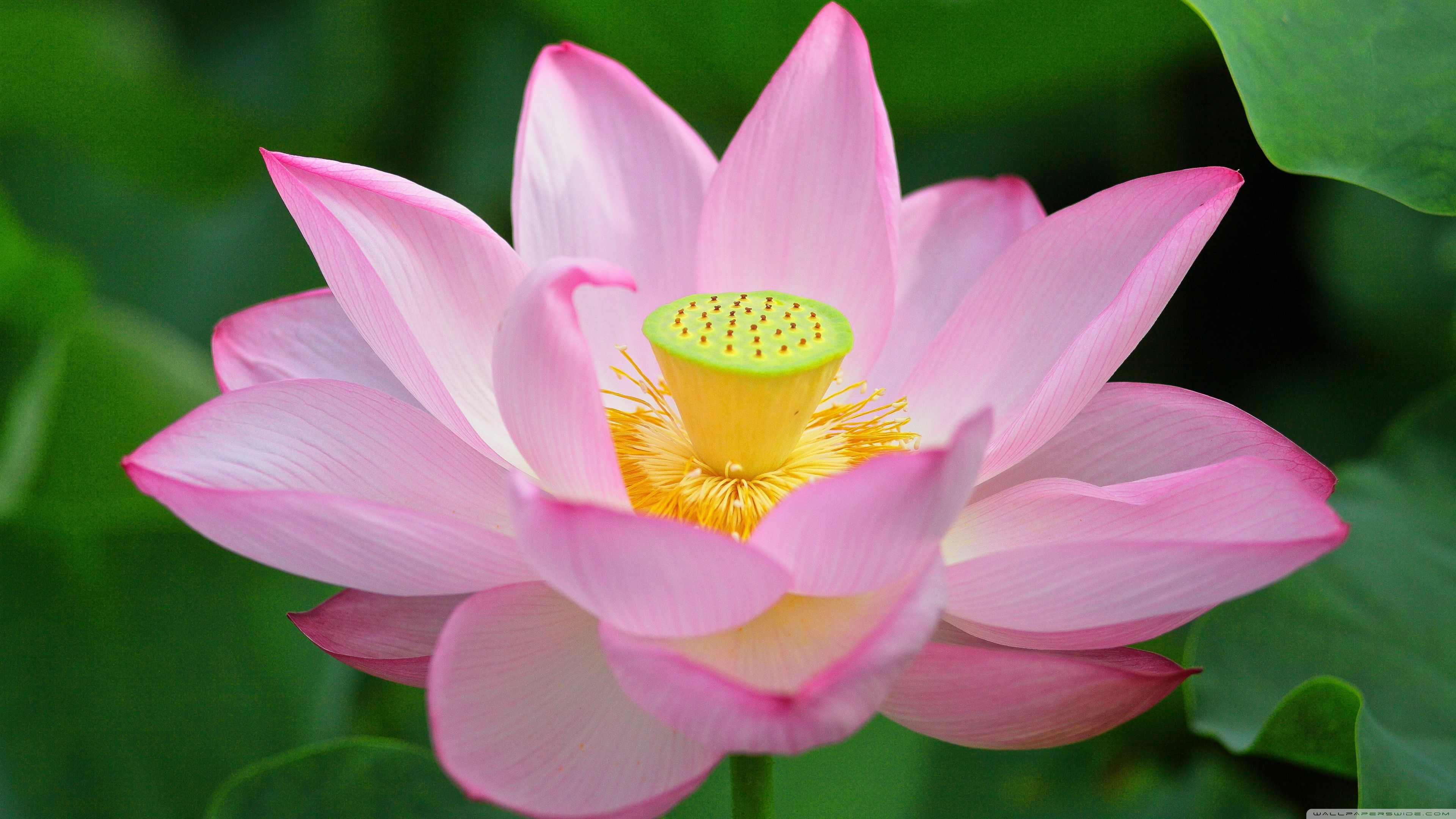 Pink Lotus Flower from Above Ultra HD Desktop Background Wallpaper for 4K UHD TV, Widescreen & UltraWide Desktop & Laptop, Tablet