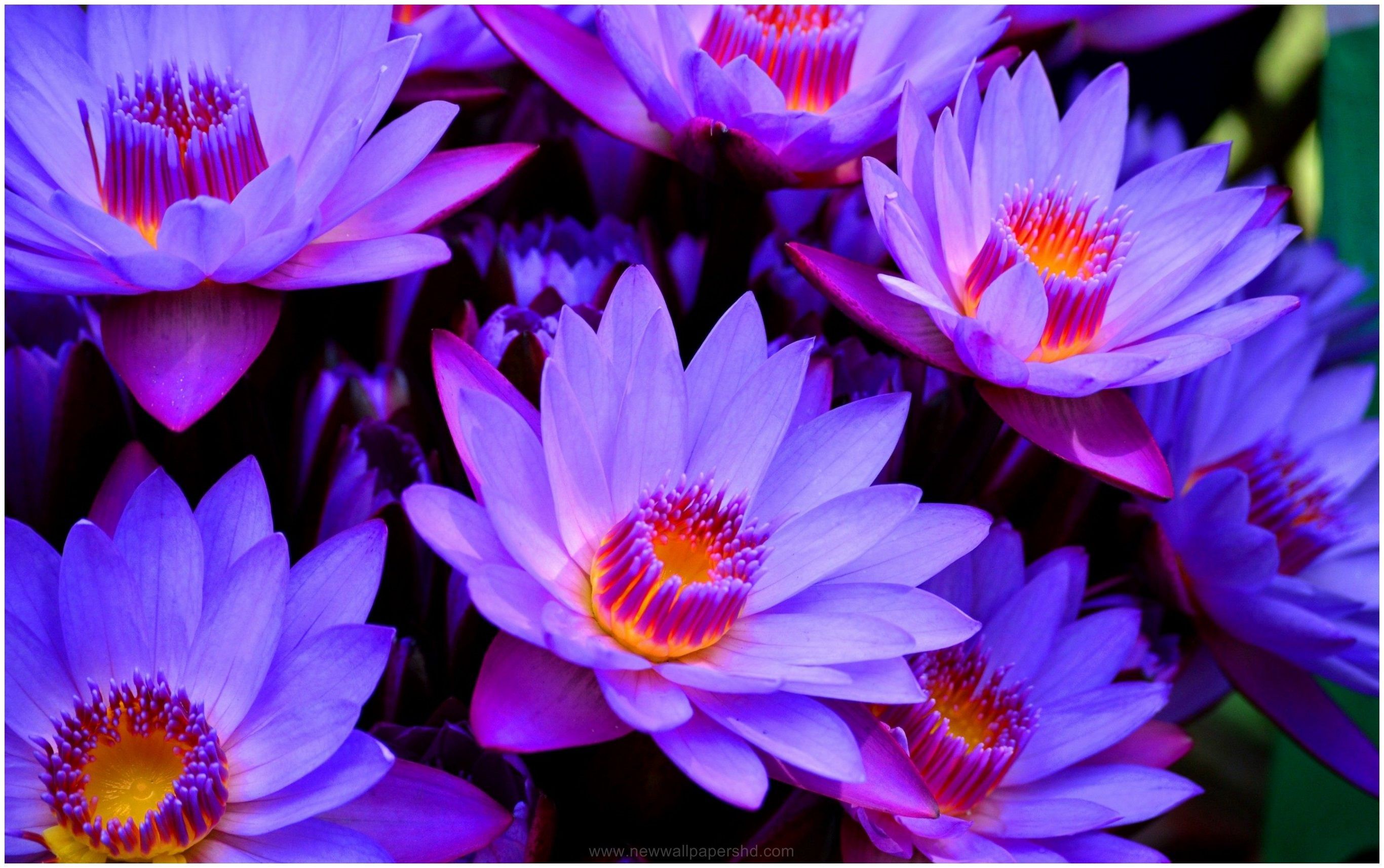 BLUE LOTUS FLOWER HD (2732×1714). Lotus Flower Wallpaper, Blue Lotus Flower, Lotus Flower Drawing