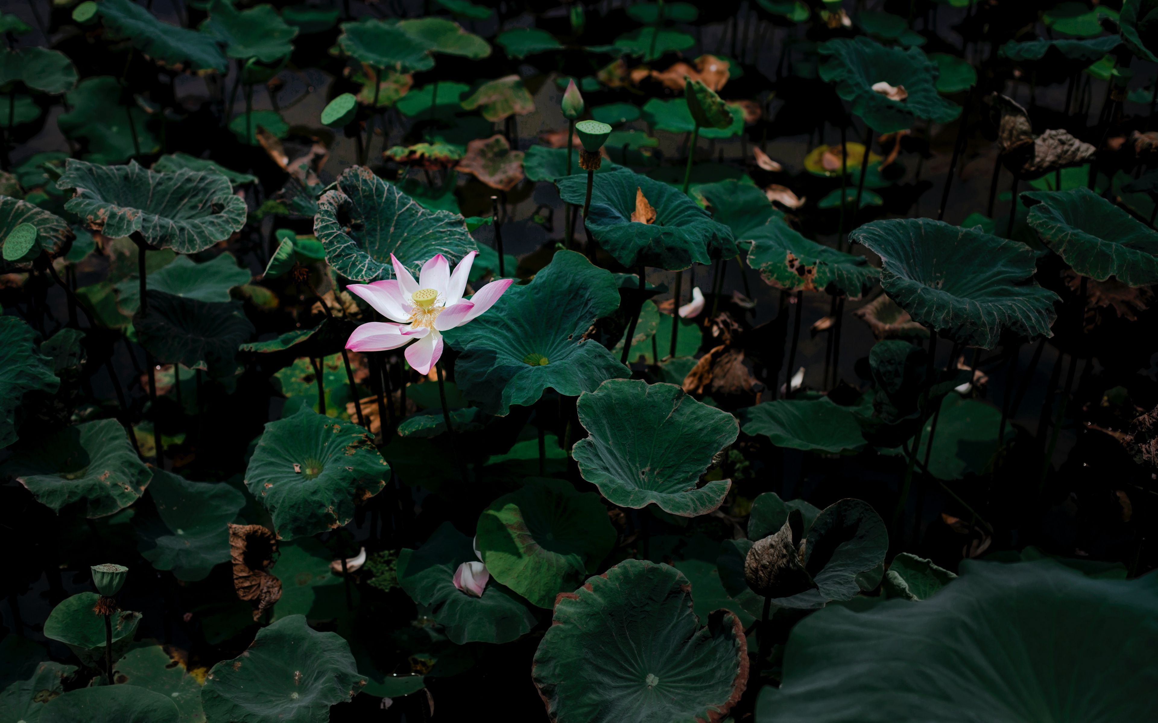 Download wallpaper 3840x2400 lotus, flower, leaves, lake 4k ultra HD 16:10 HD background