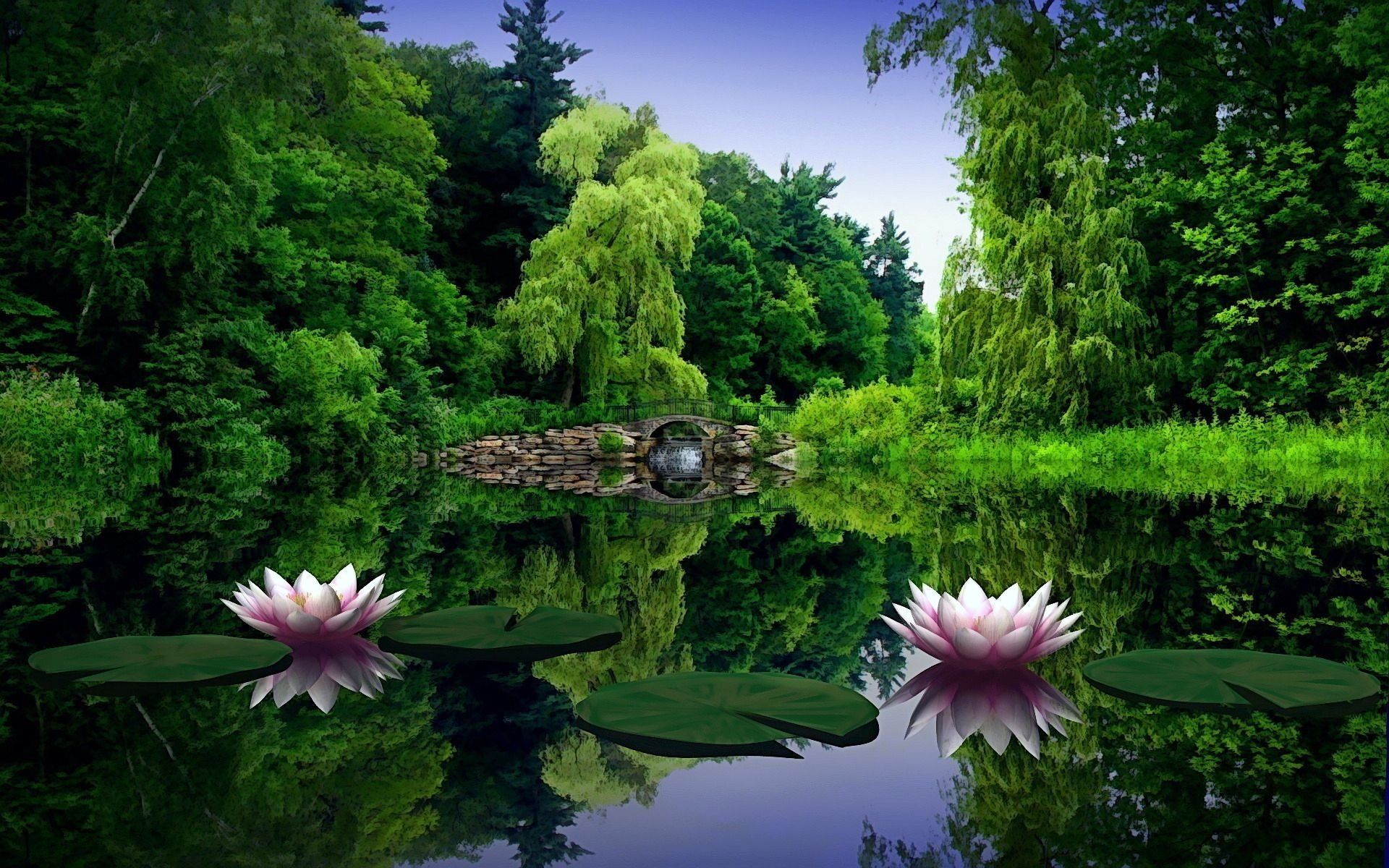 Lotus Flower S HD wallpaper