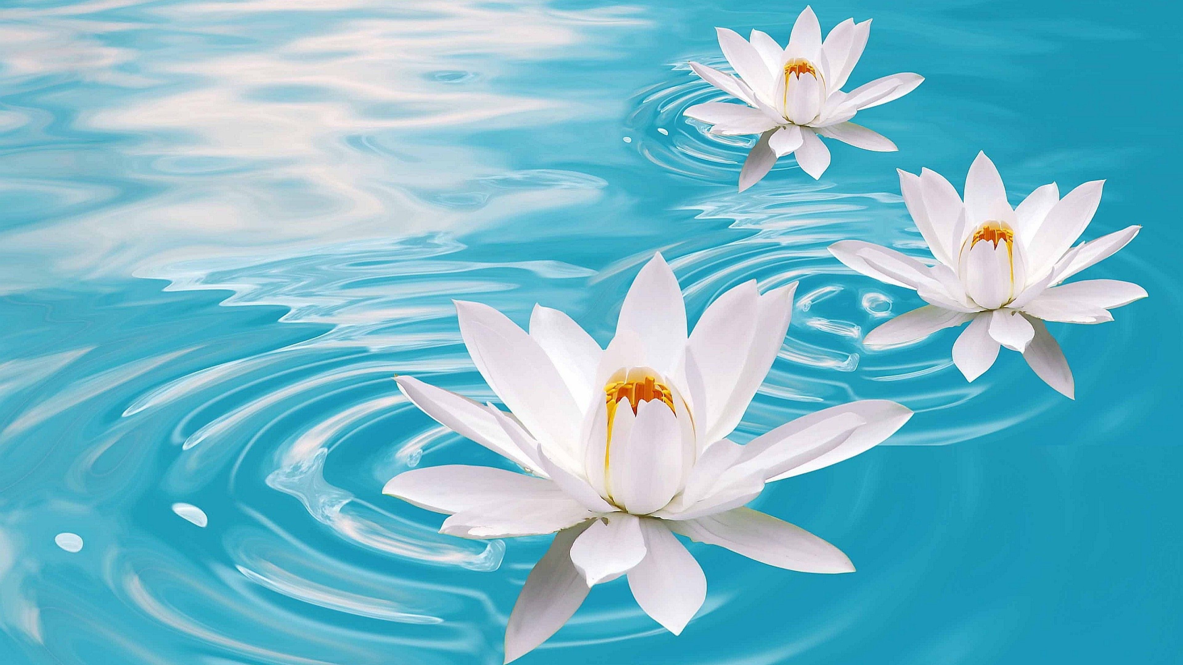 lotus, flower, water, 4k