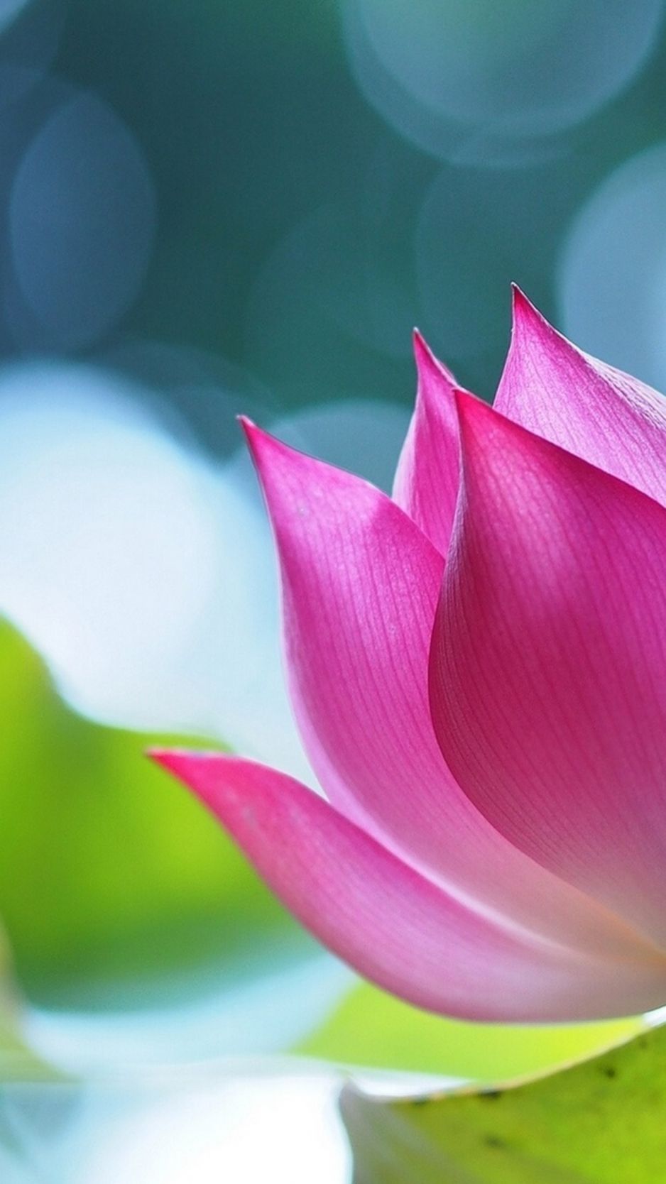 Download lotus, flower, 4k iPhone standard wallpaper 938x1668