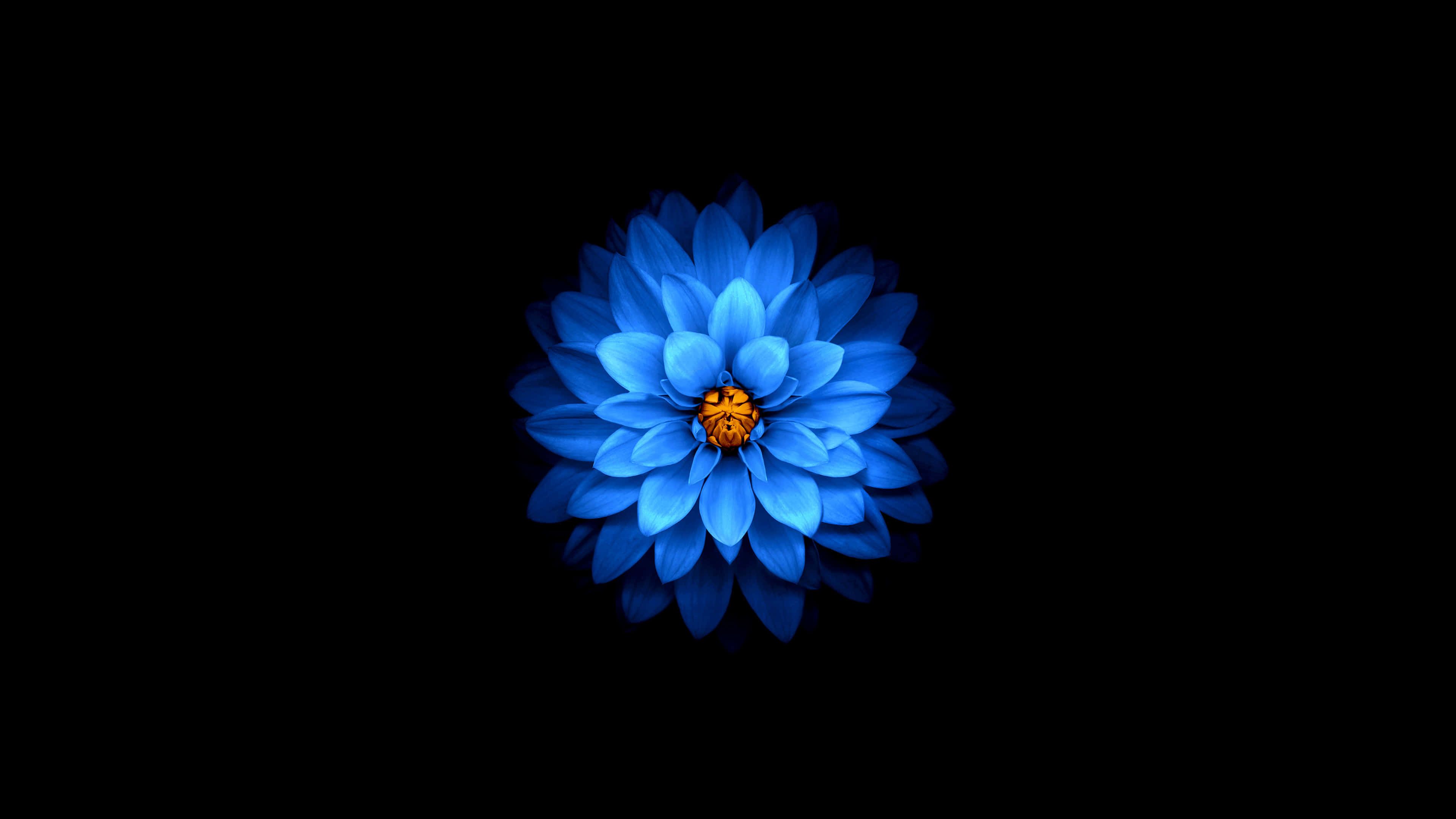 Lotus Blue UHD 4K Wallpaper