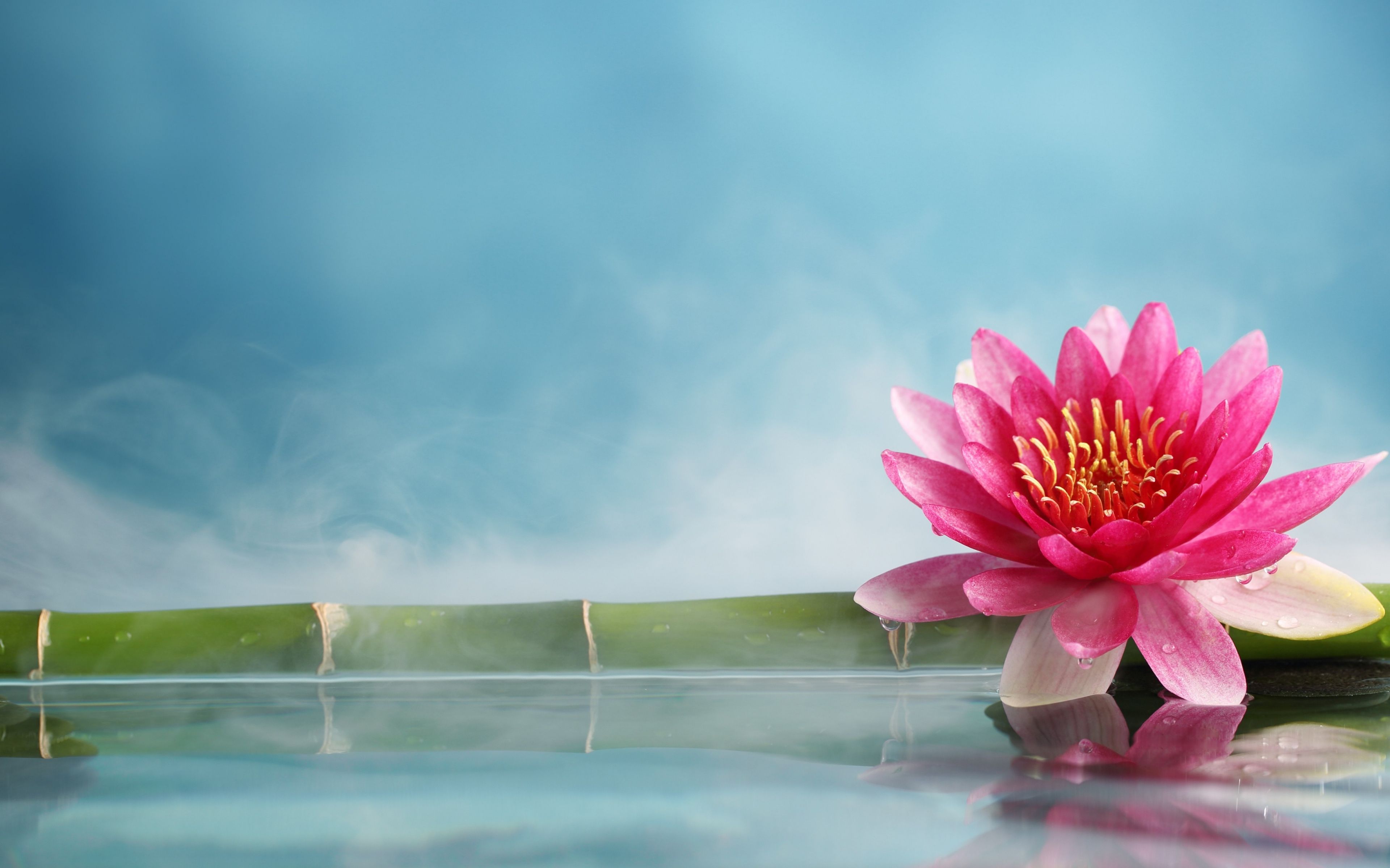 Download lotus, flower, bamboo, water, 5k 4K resolution 16:10 ratio wallpaper 3840x2400