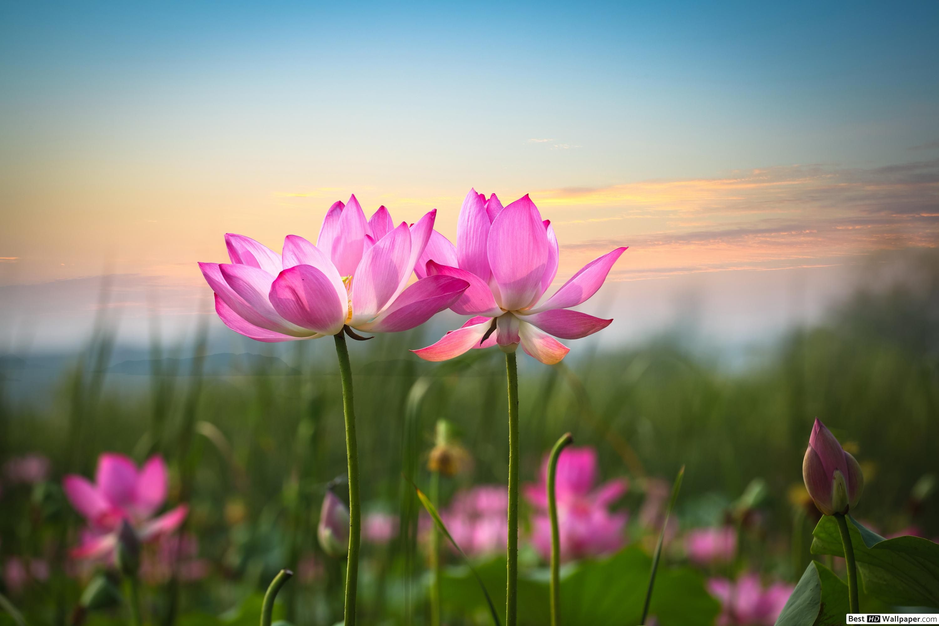 Pink lotus flowers HD wallpaper download
