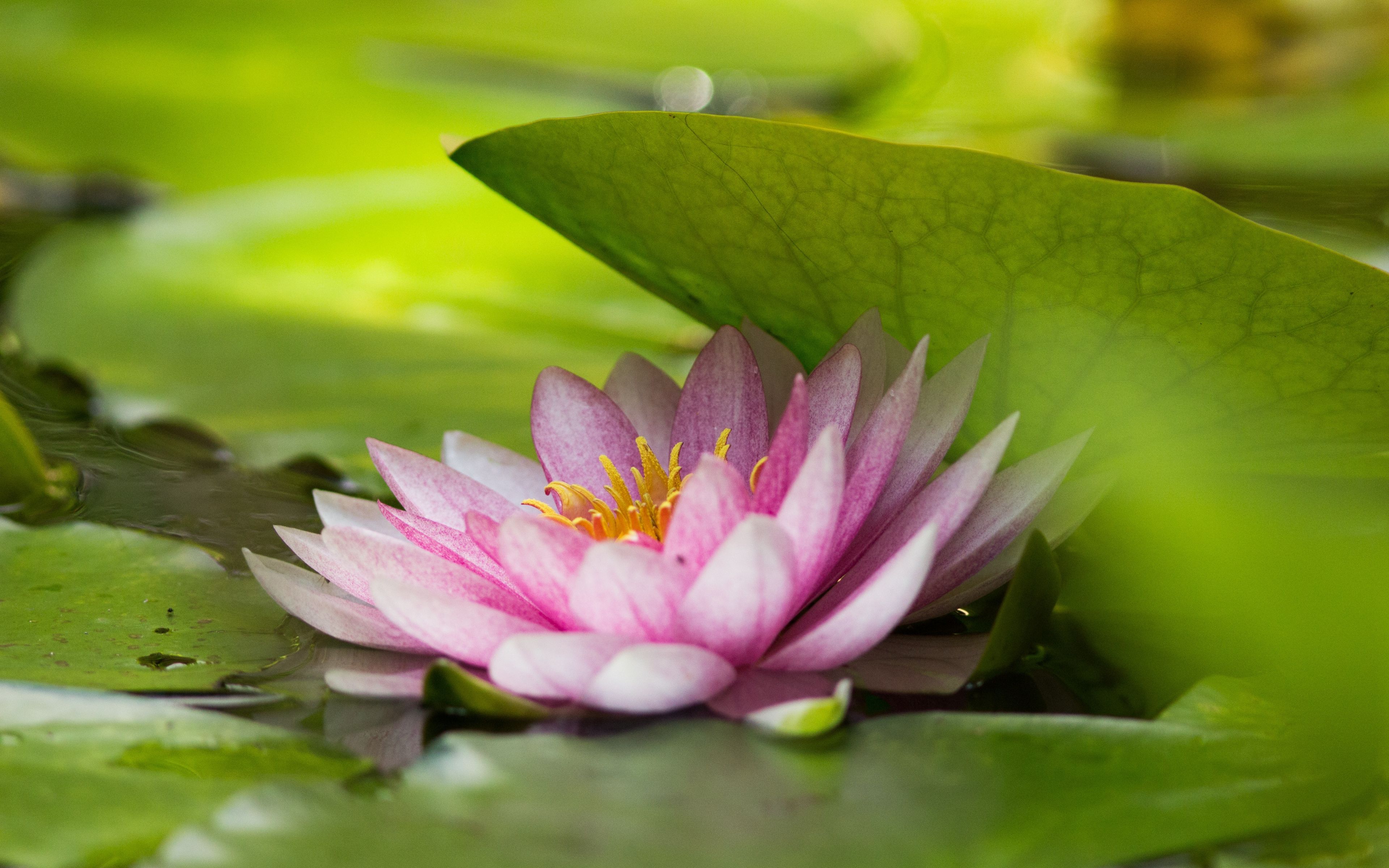 Download Green leaf and pink lotus, flower wallpaper, 3840x 4K Ultra HD 16: Widescreen